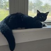 Enlarge FLOWER - Transport Available, a Adoptable Domestic Short Hair in Brazoria, TX image 4/4