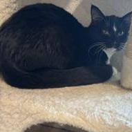 Enlarge FLOWER - Transport Available, a Adoptable Domestic Short Hair in Brazoria, TX image 2/4