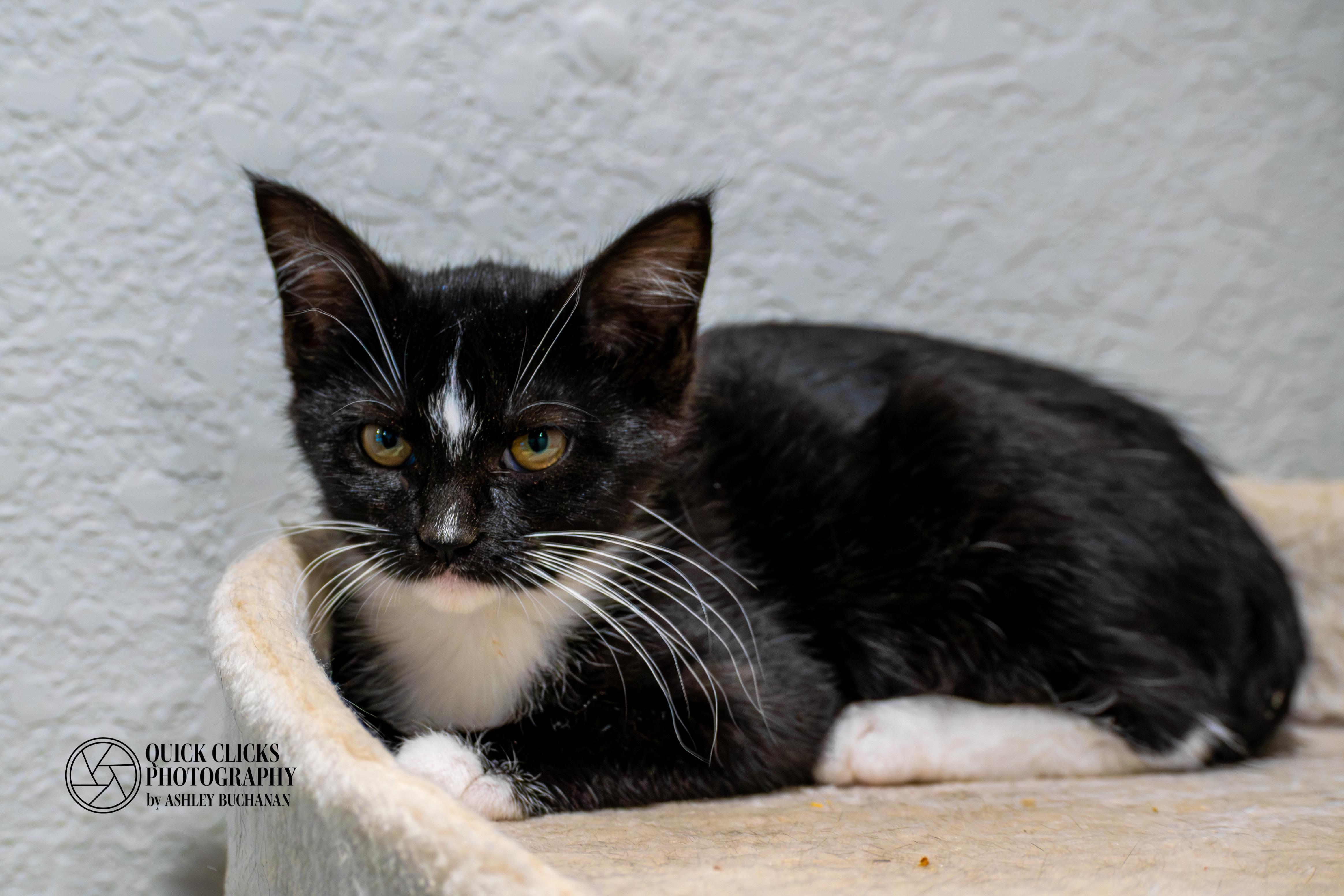 FLOWER - Transport Available, Adoptable, Young Female Domestic Short Hair.