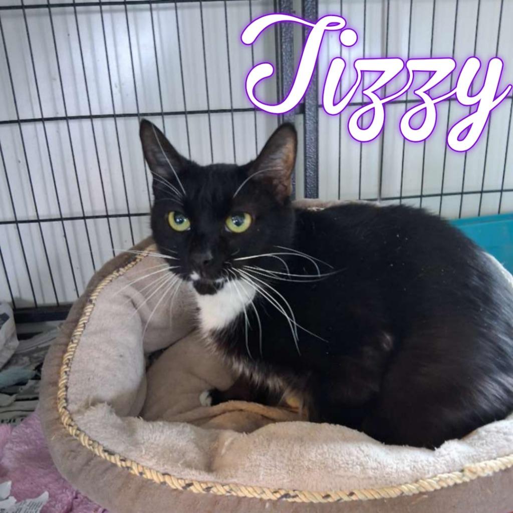 Enlarge Tizzy, a Adoptable Domestic Short Hair in Hillsboro, OH image 1/3