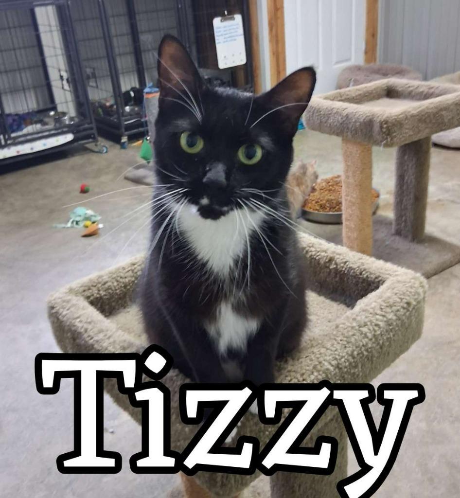 Enlarge Tizzy, a Adoptable Domestic Short Hair in Hillsboro, OH image 2/5