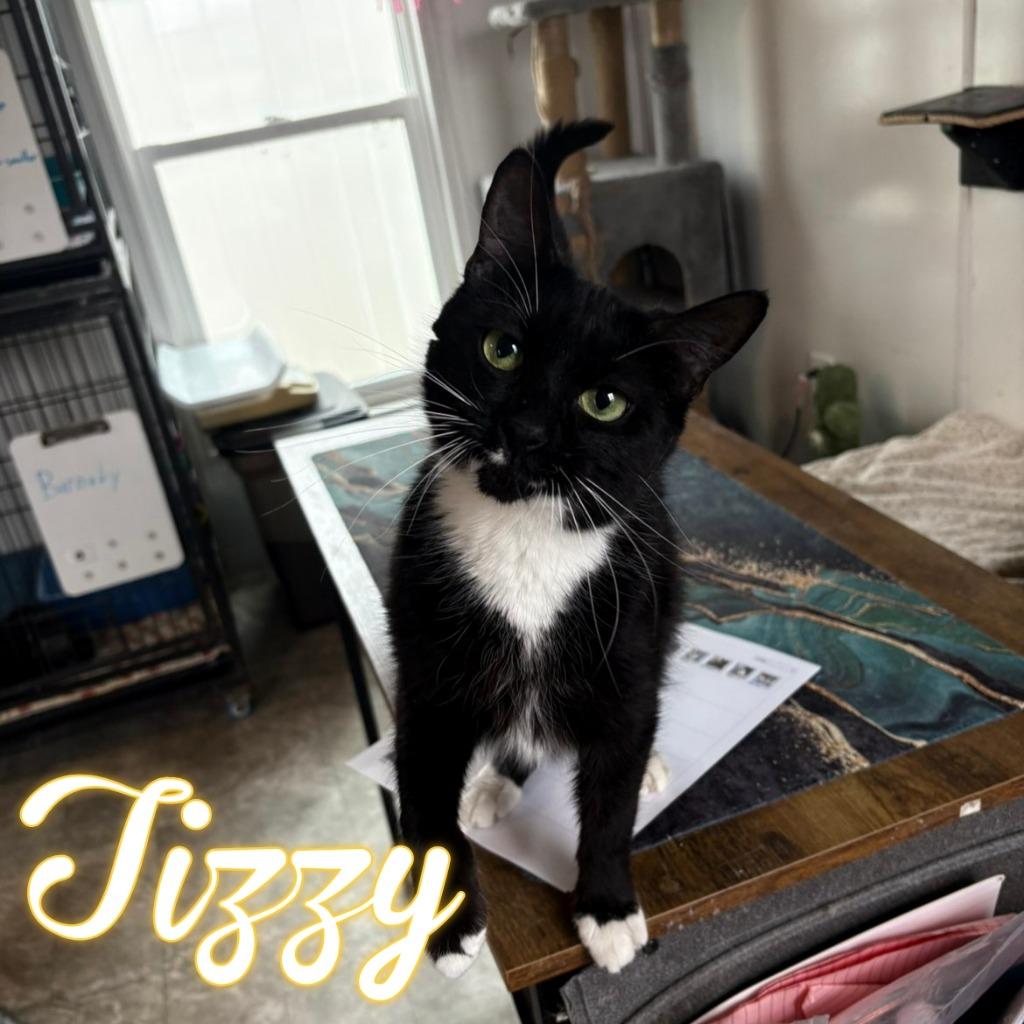 Enlarge Tizzy, a Adoptable Domestic Short Hair in Hillsboro, OH image 2/3