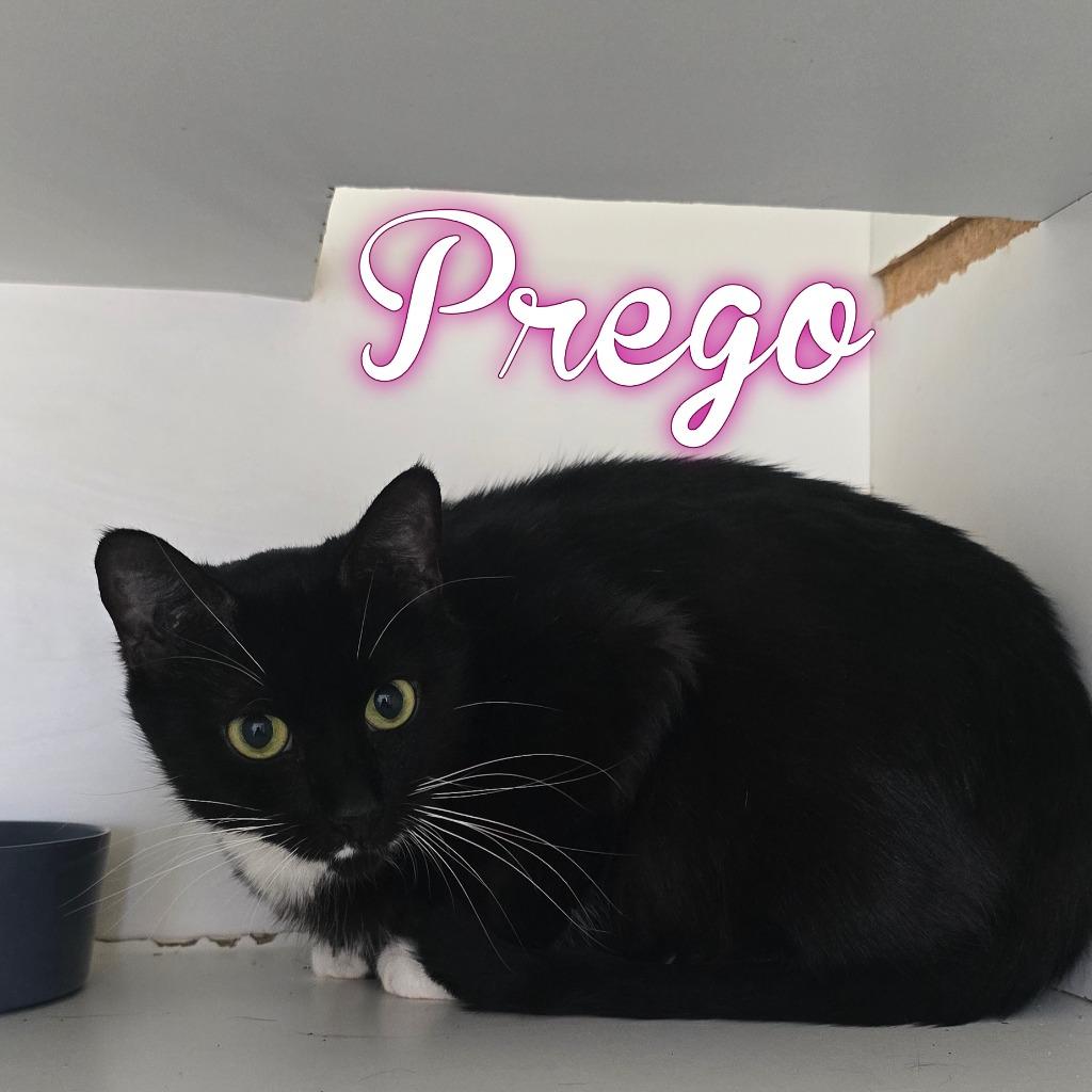 Enlarge Tizzy, a Adoptable Domestic Short Hair in Hillsboro, OH image 3/3