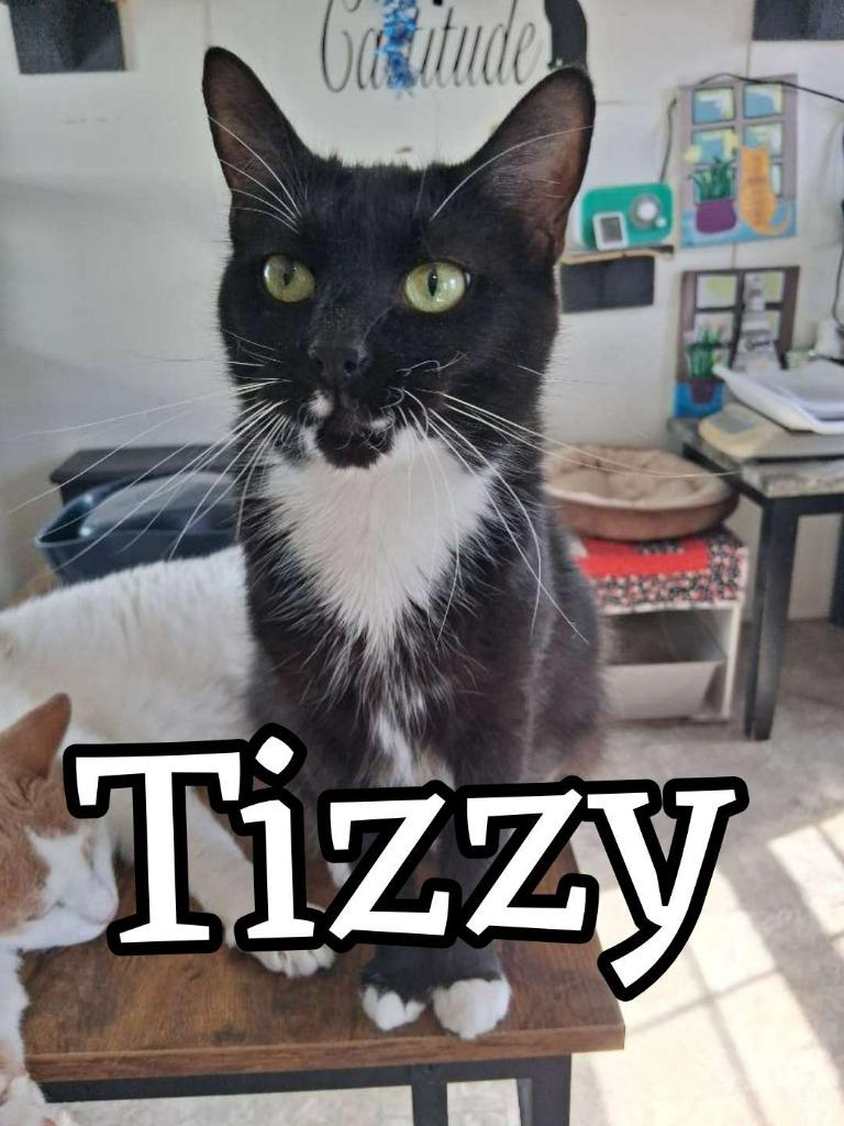 Enlarge Tizzy, a Adoptable Domestic Short Hair in Hillsboro, OH image 4/4