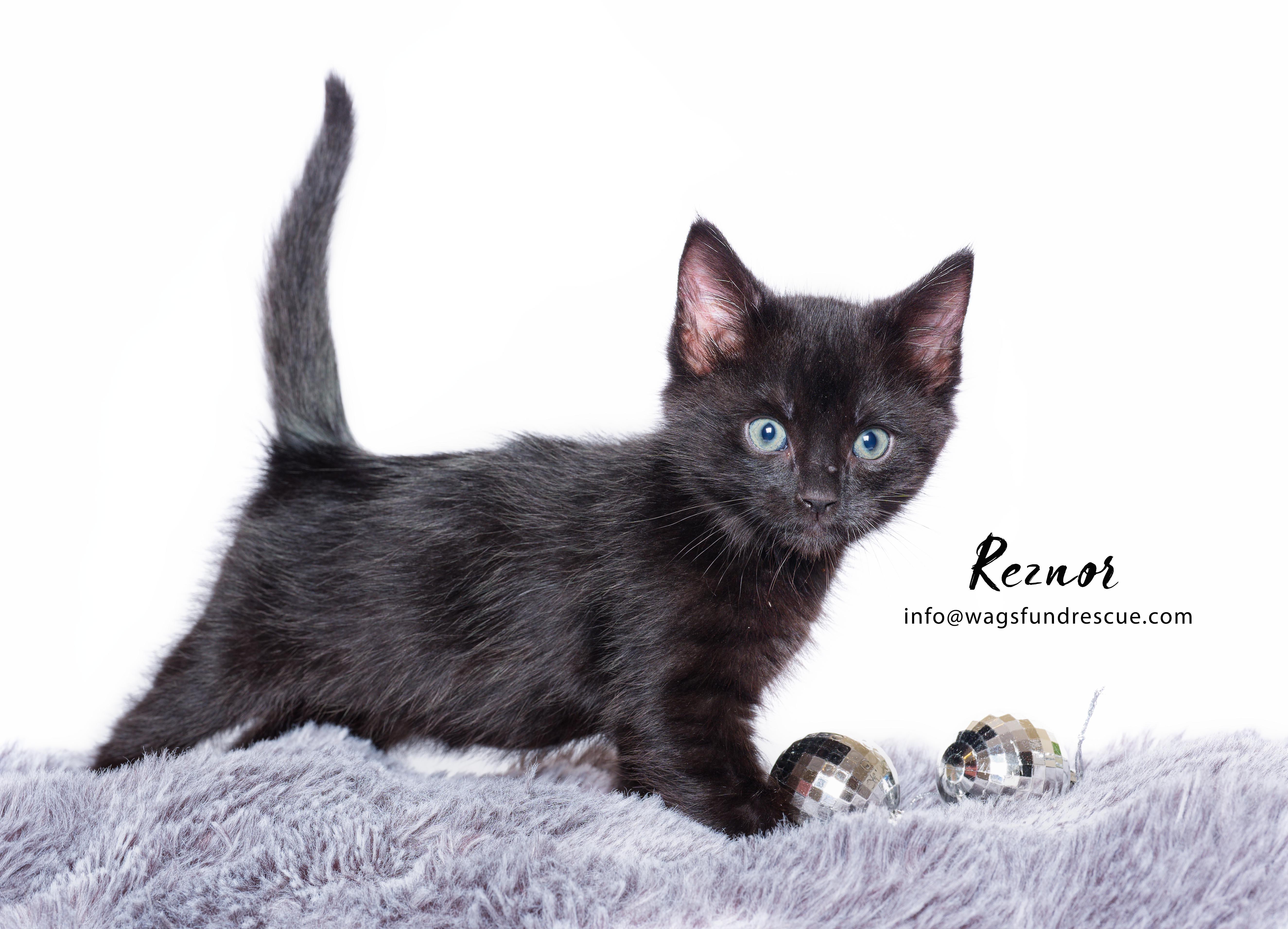 Reznor, a Adopted mixed breed in Houston, TX image 1/3