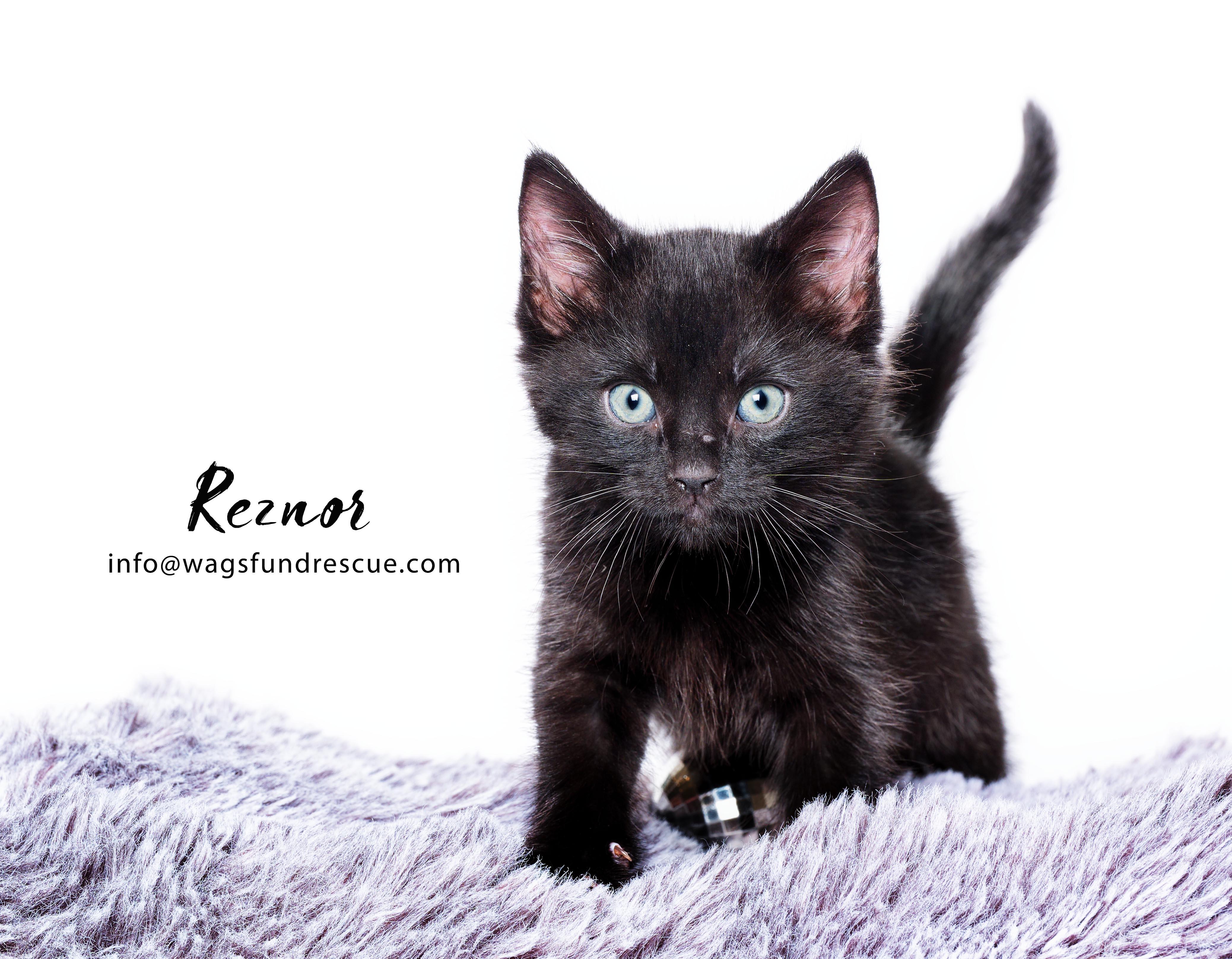 Reznor, a Adopted mixed breed in Houston, TX image 2/3