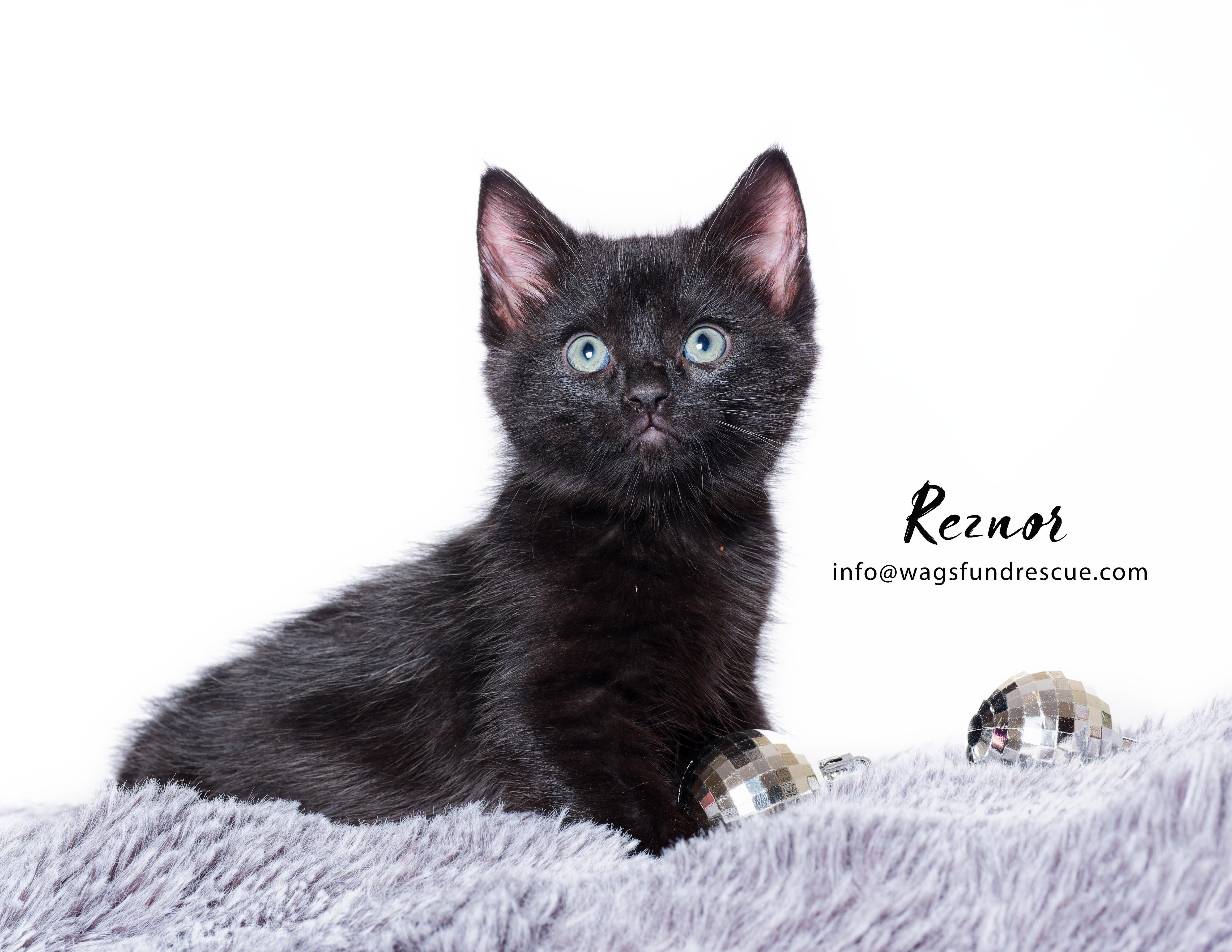 Reznor, a Adopted mixed breed in Houston, TX image 3/3