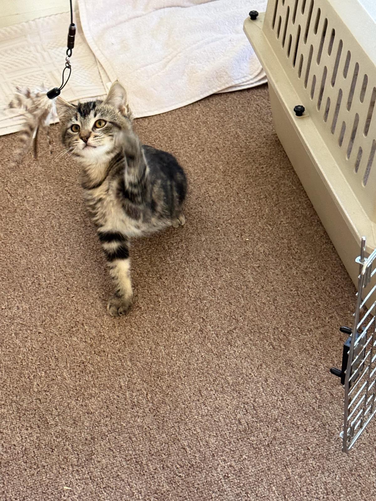 Enlarge BANDIT, a ADOPTABLE Domestic Short Hair in Covina, CA image 2/5