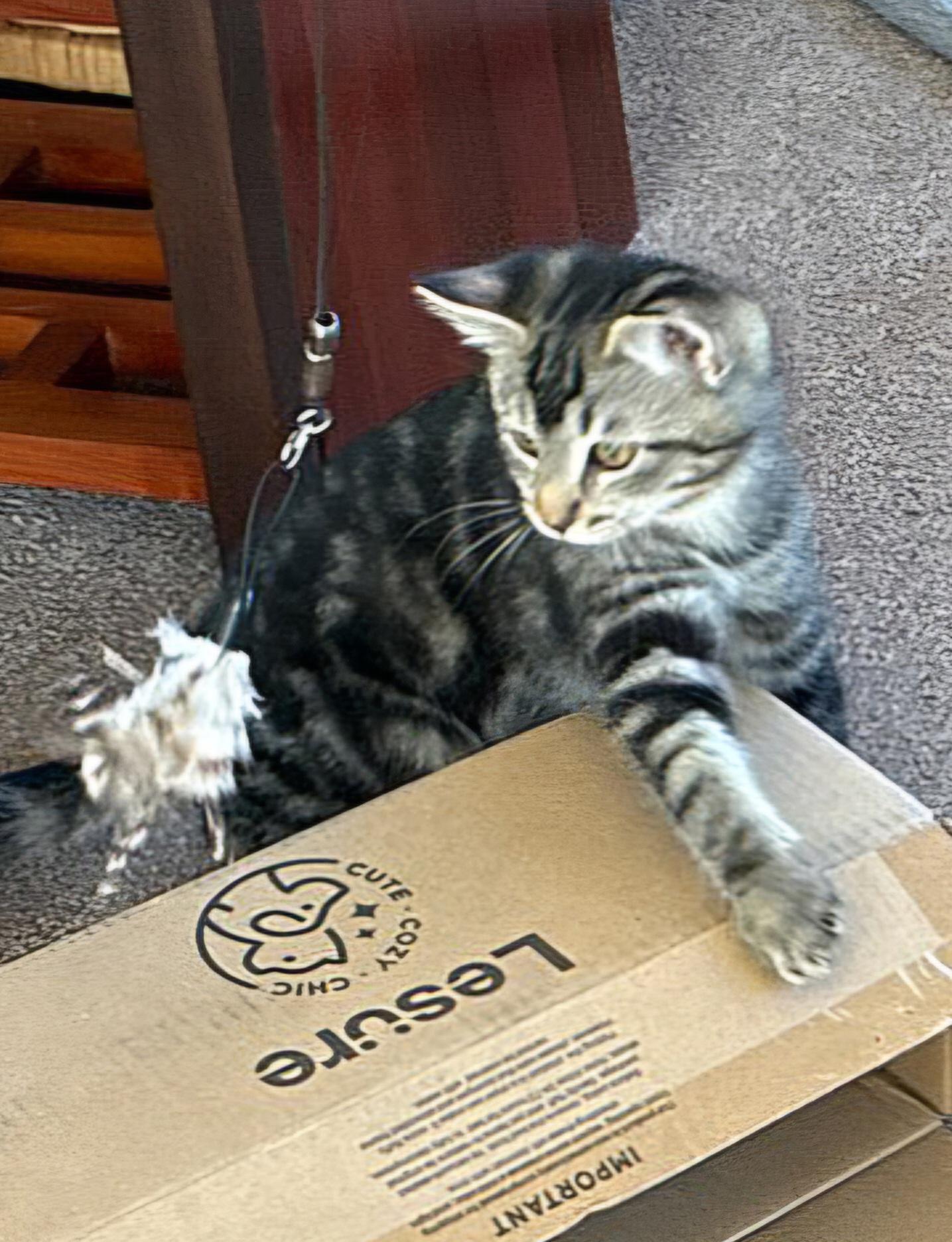 Enlarge BANDIT, a ADOPTABLE Domestic Short Hair in Covina, CA image 5/5