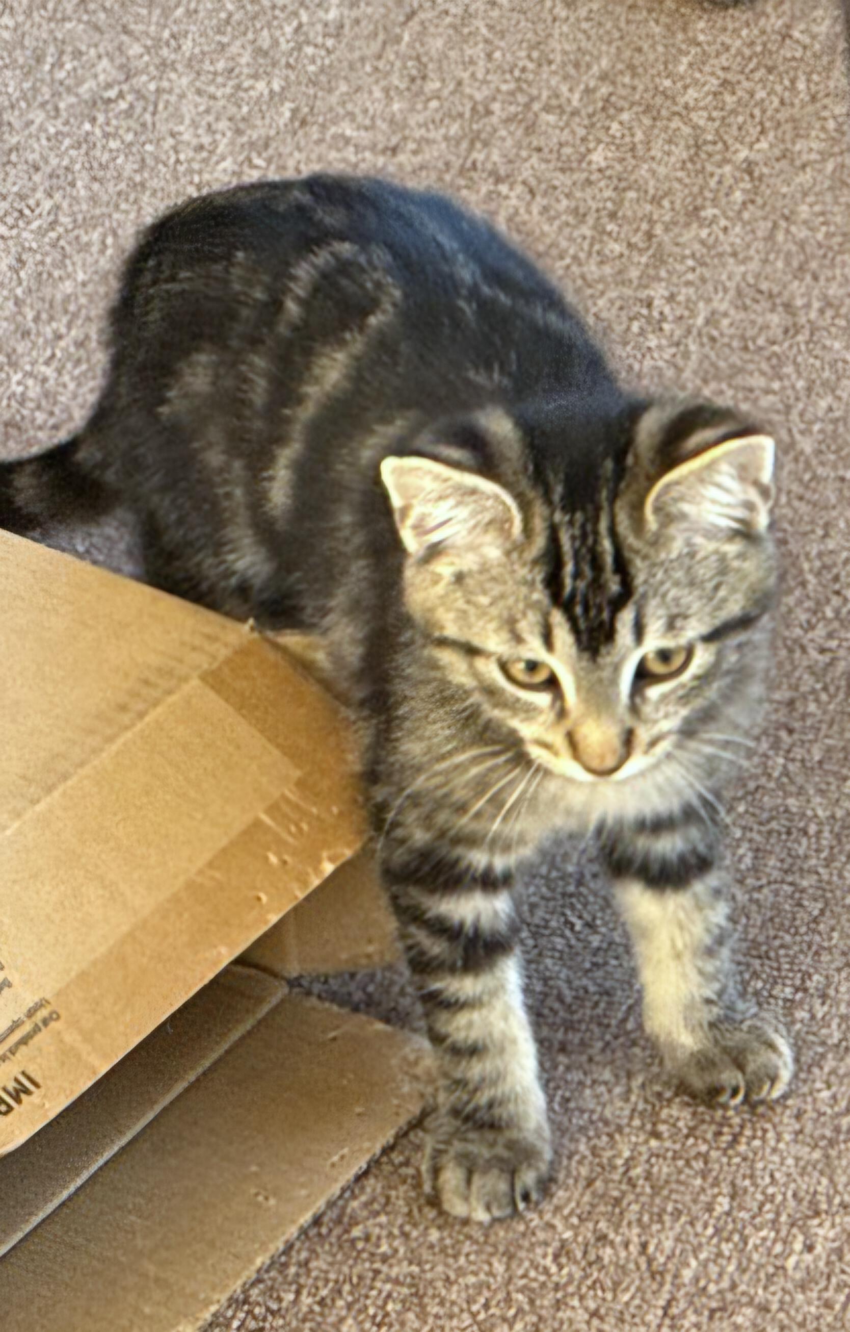 Enlarge BANDIT, a ADOPTABLE Domestic Short Hair in Covina, CA image 3/5