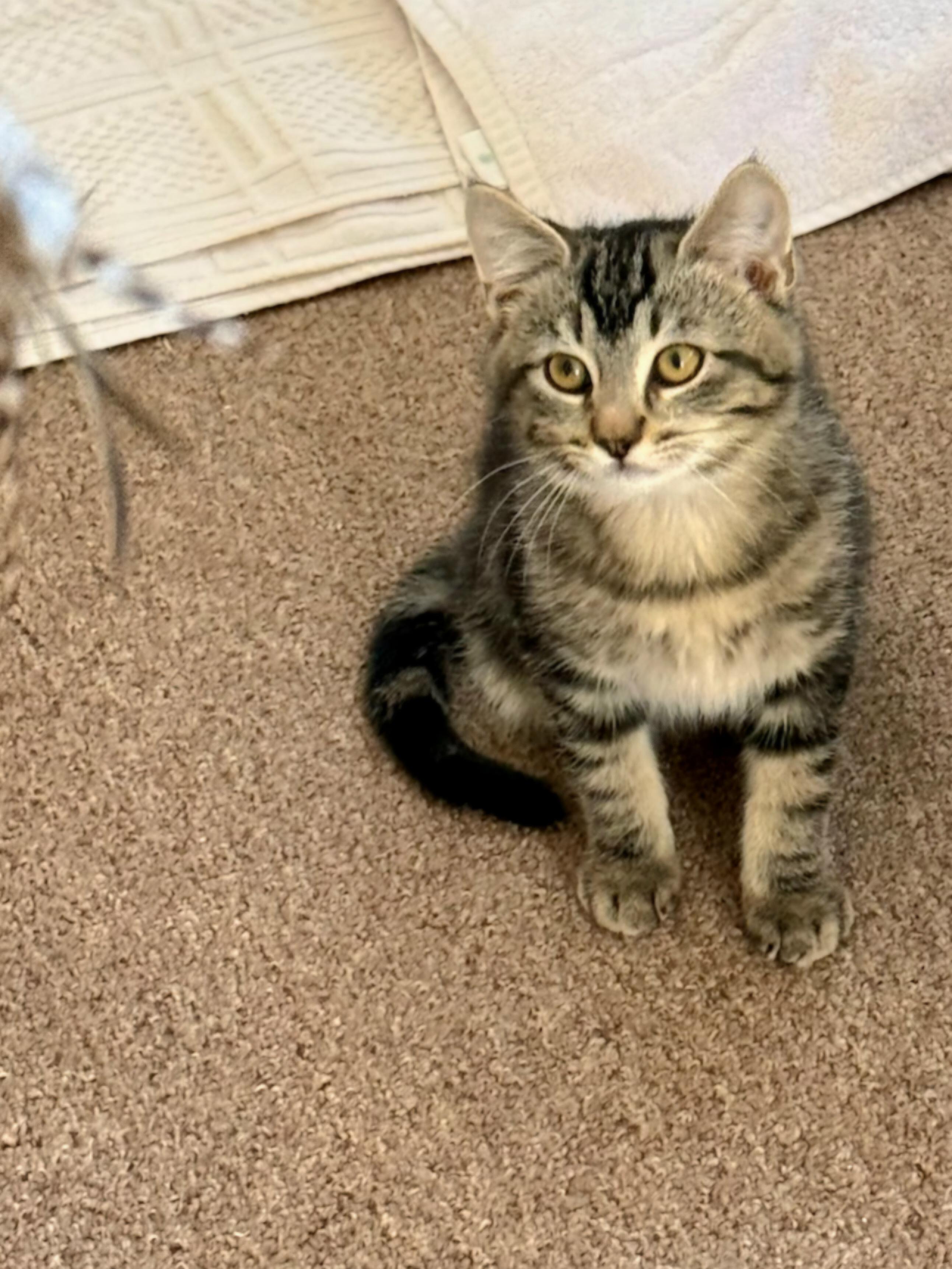 Enlarge BANDIT, a ADOPTABLE Domestic Short Hair in Covina, CA image 1/5