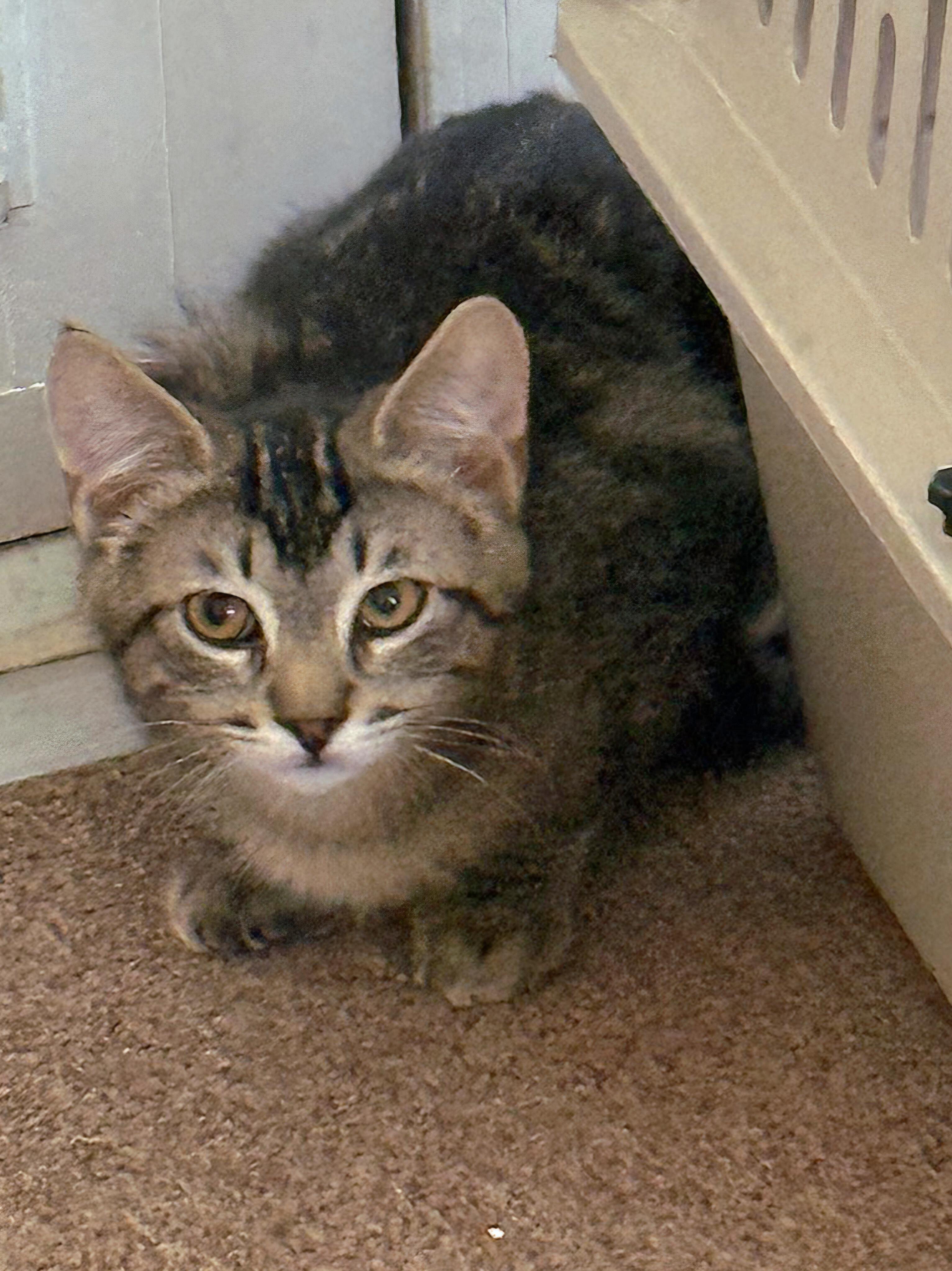 Enlarge BANDIT, a ADOPTABLE Domestic Short Hair in Covina, CA image 4/5