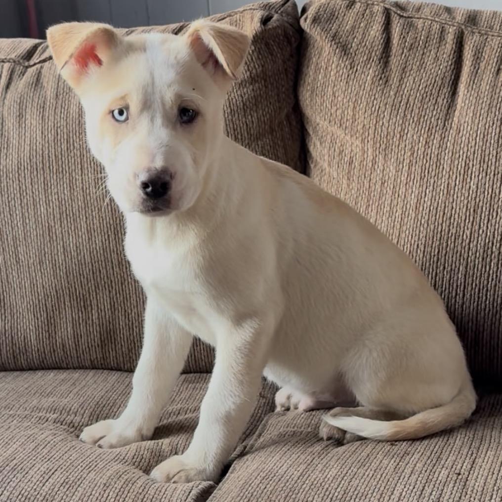 Bijou, Adoptable, Puppy Male Siberian Husky & Mixed Breed.