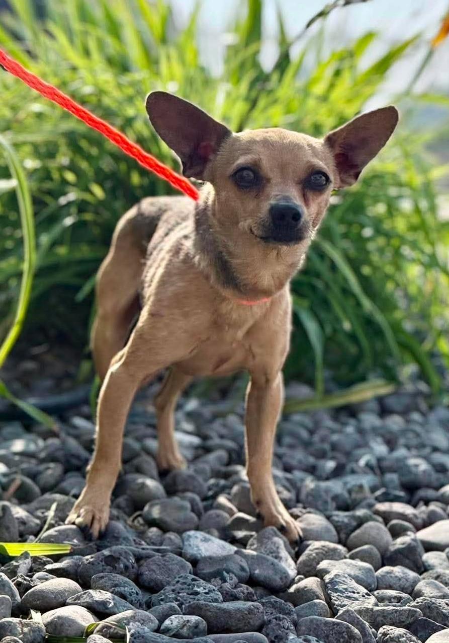 Golazo, adopted, Adult Male Chihuahua.