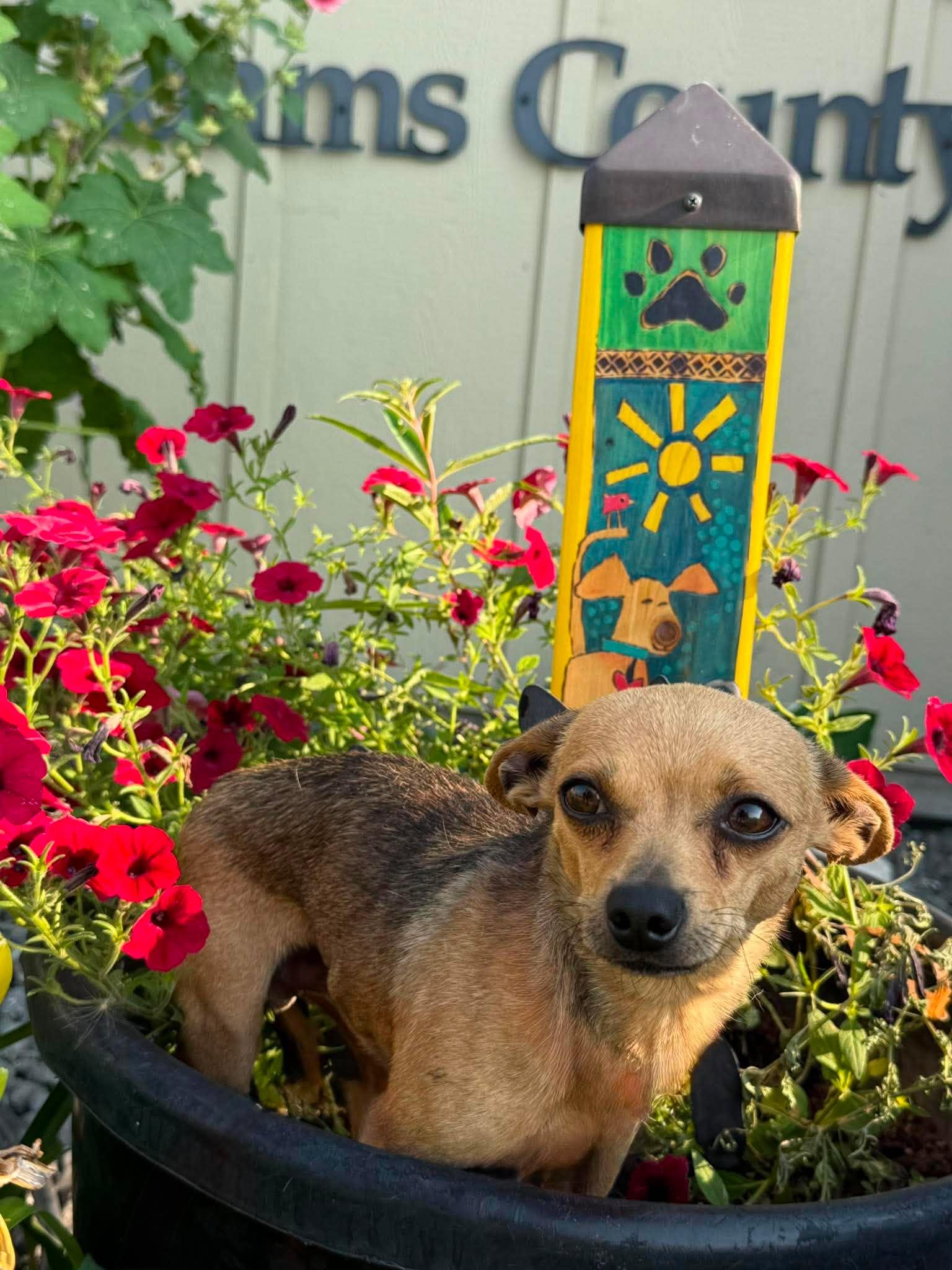 Golazo, an adopted mixed breed in Othello, WA image 2/2
