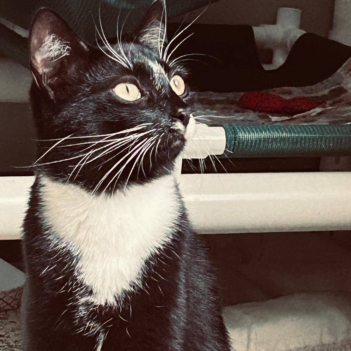 Onyx, a Adoptable Domestic Short Hair in New Britain, CT image 1/3