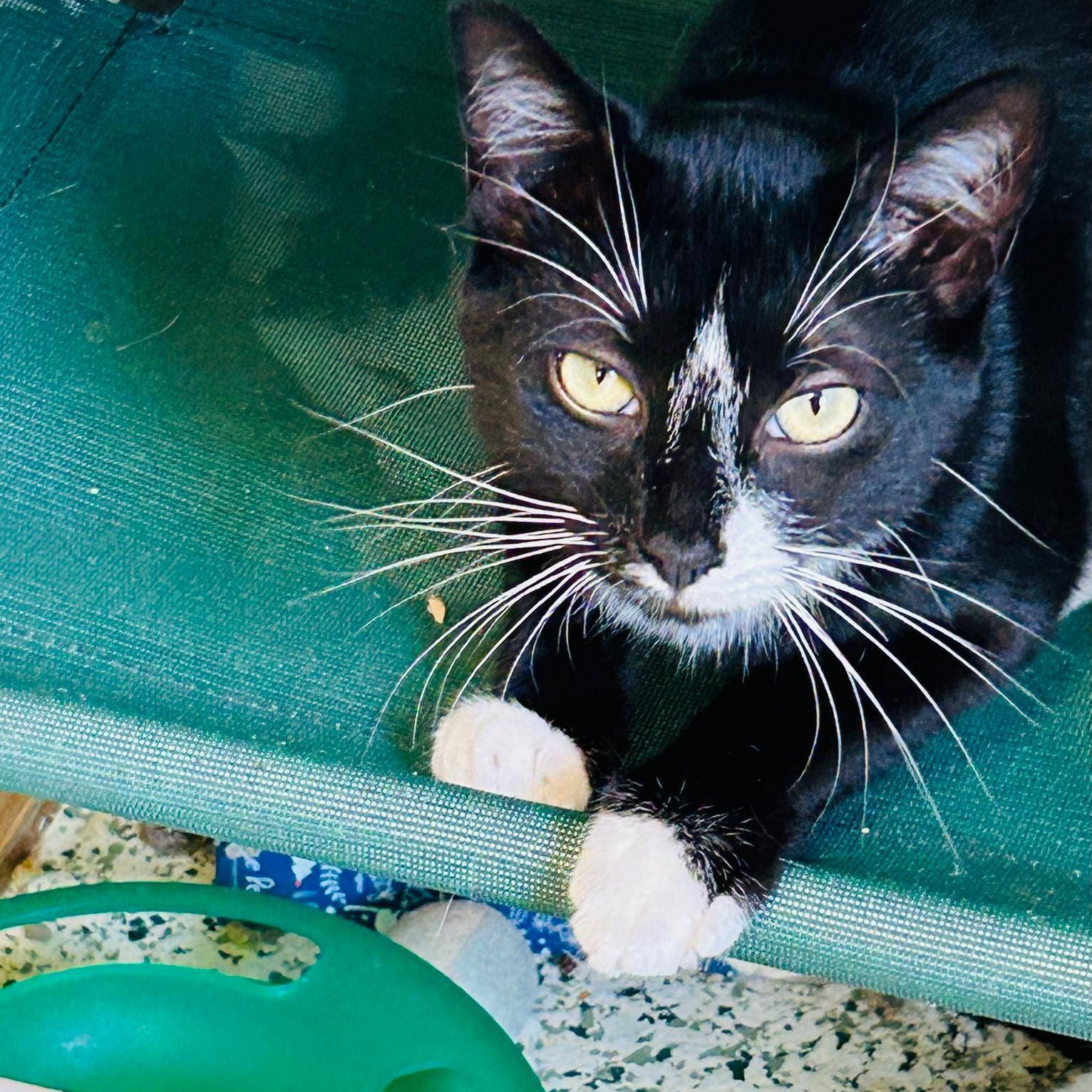 Onyx, a Adoptable Domestic Short Hair in New Britain, CT image 2/3