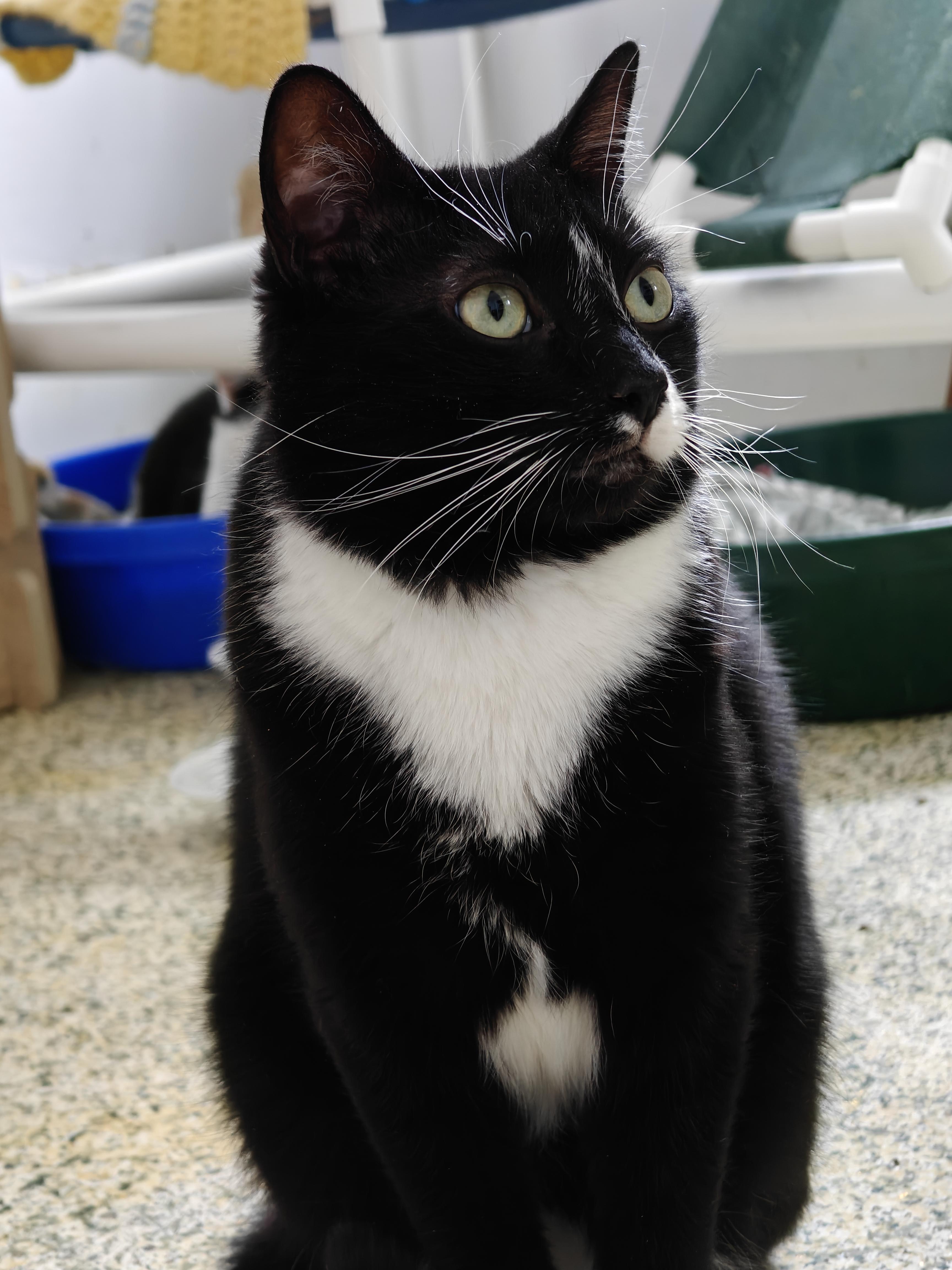 Enlarge Onyx, a Adoptable Domestic Short Hair in New Britain, CT image 2/6