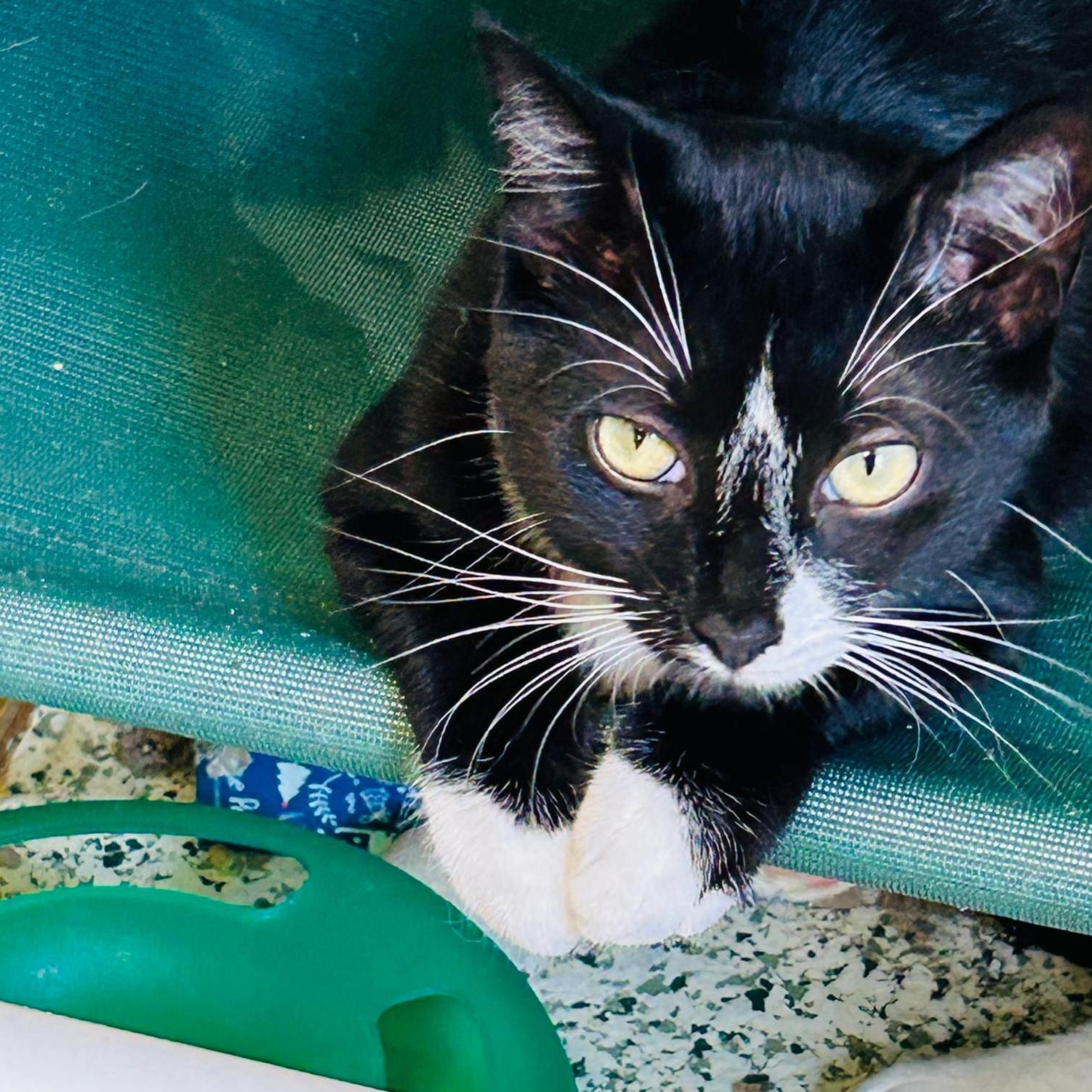 Onyx, a Adoptable Domestic Short Hair in New Britain, CT image 3/3