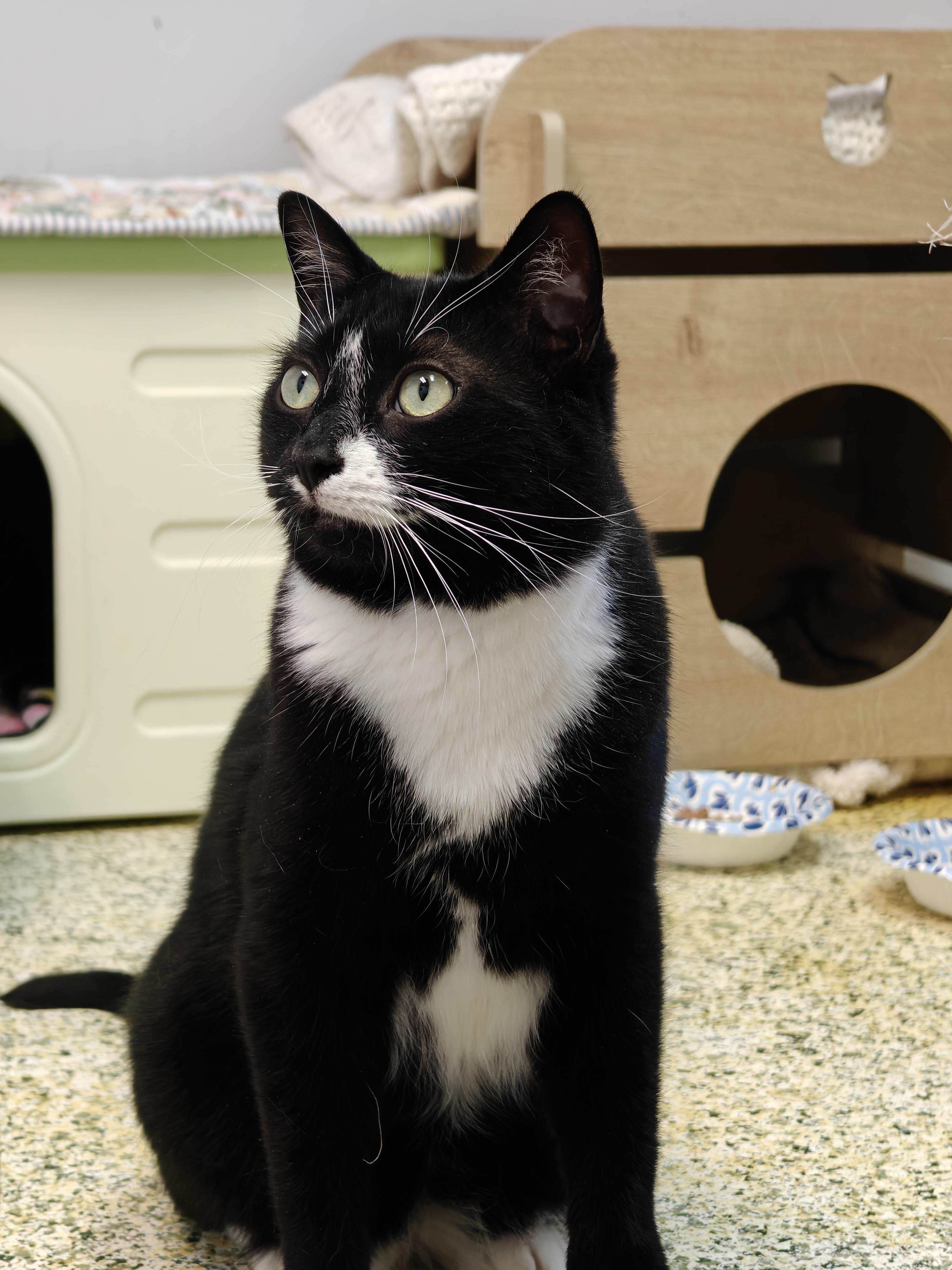 Onyx, Adoptable, Young Male Domestic Short Hair.