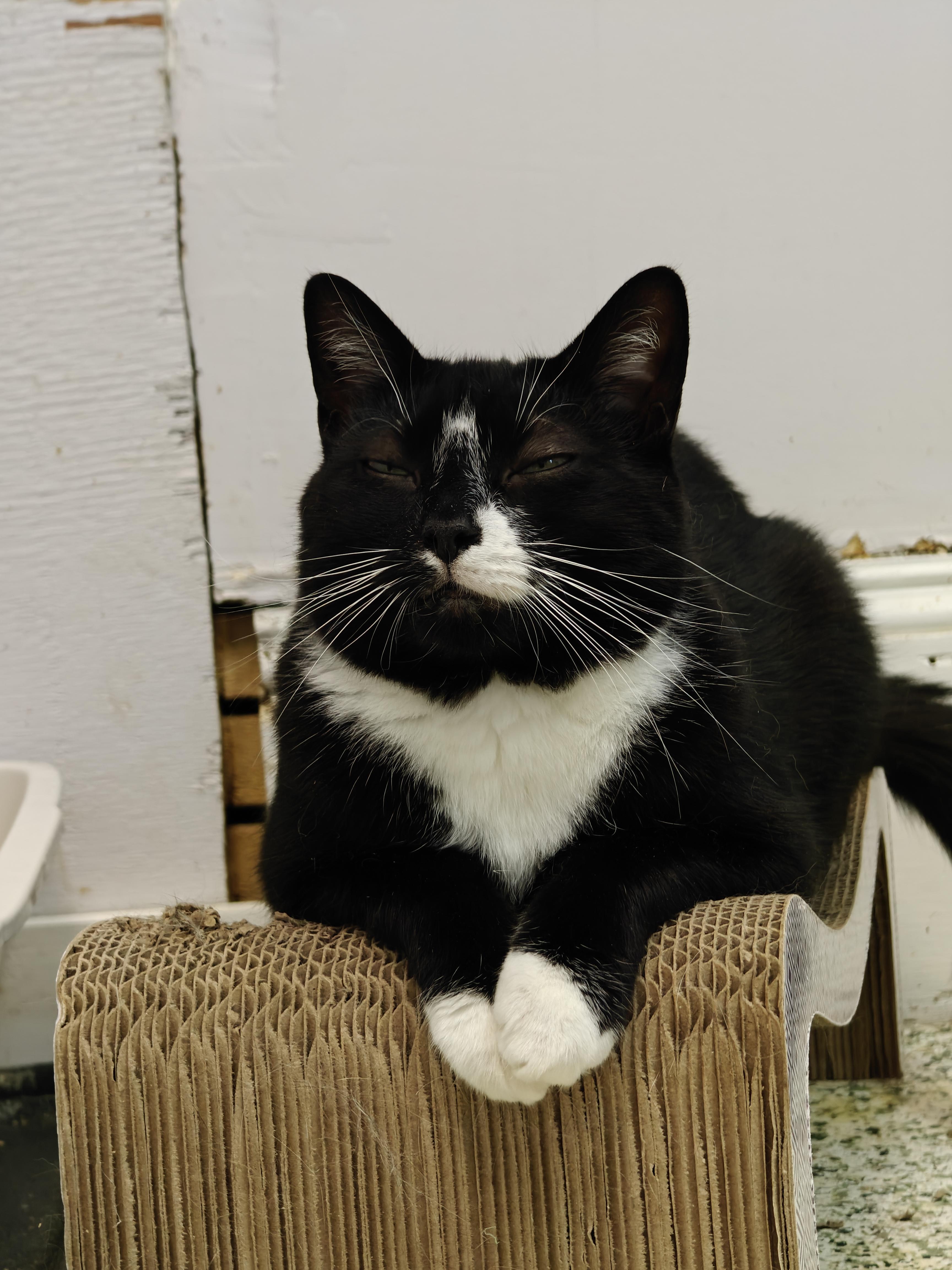 Enlarge Onyx, a Adoptable Domestic Short Hair in New Britain, CT image 4/6