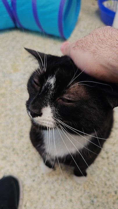 Enlarge Onyx, a Adoptable Domestic Short Hair in New Britain, CT video 5/6