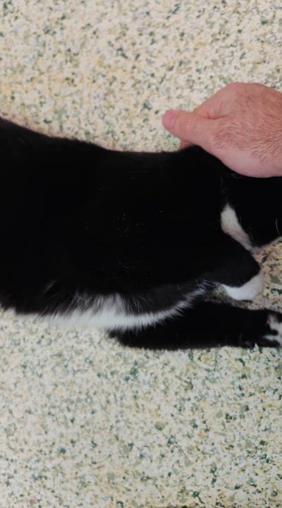 Enlarge Onyx, a Adoptable Domestic Short Hair in New Britain, CT video 6/6