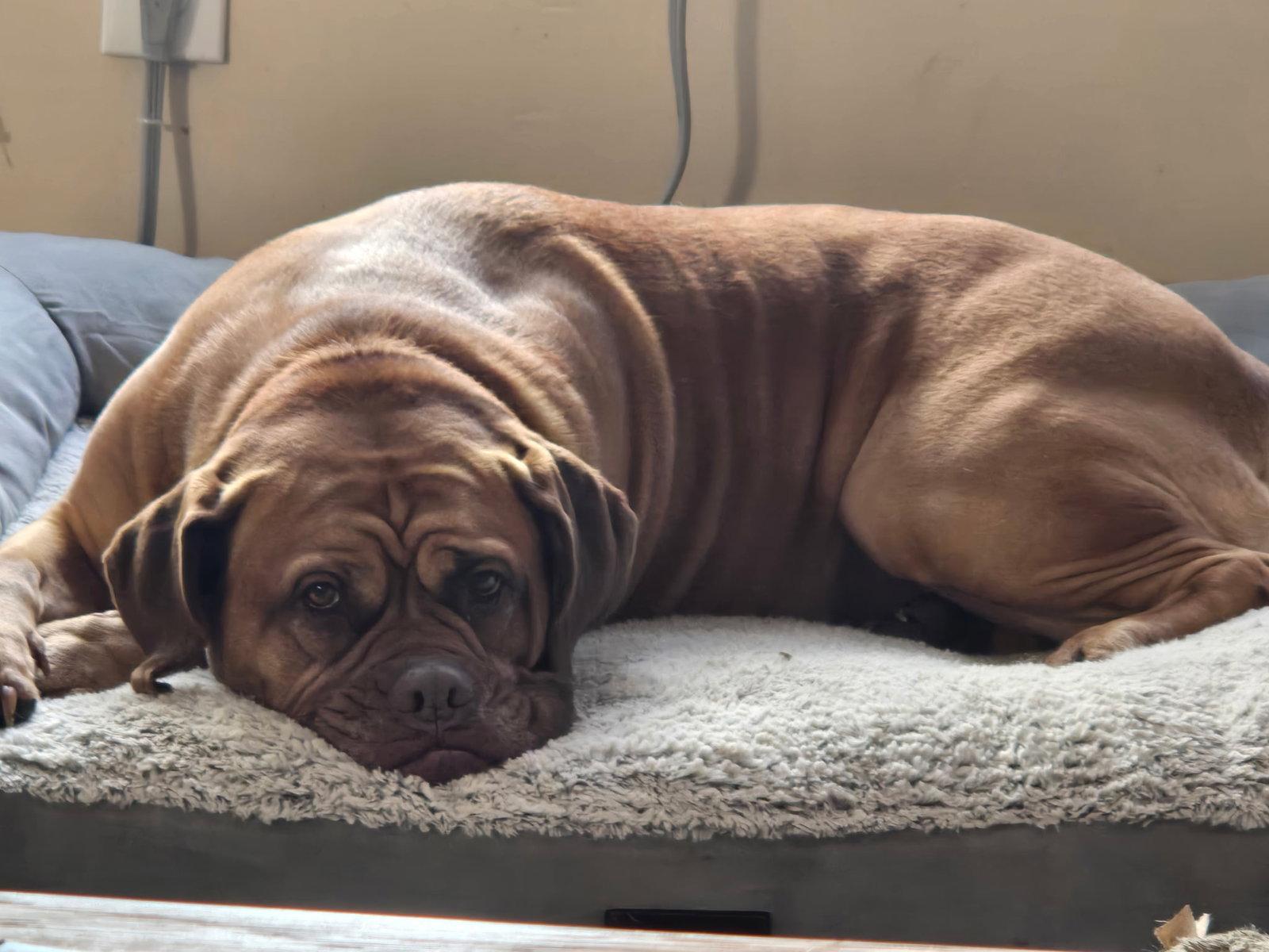 Enlarge COURTESY POST: Allie, a Adoptable Mastiff in Strongsville, OH image 1/3