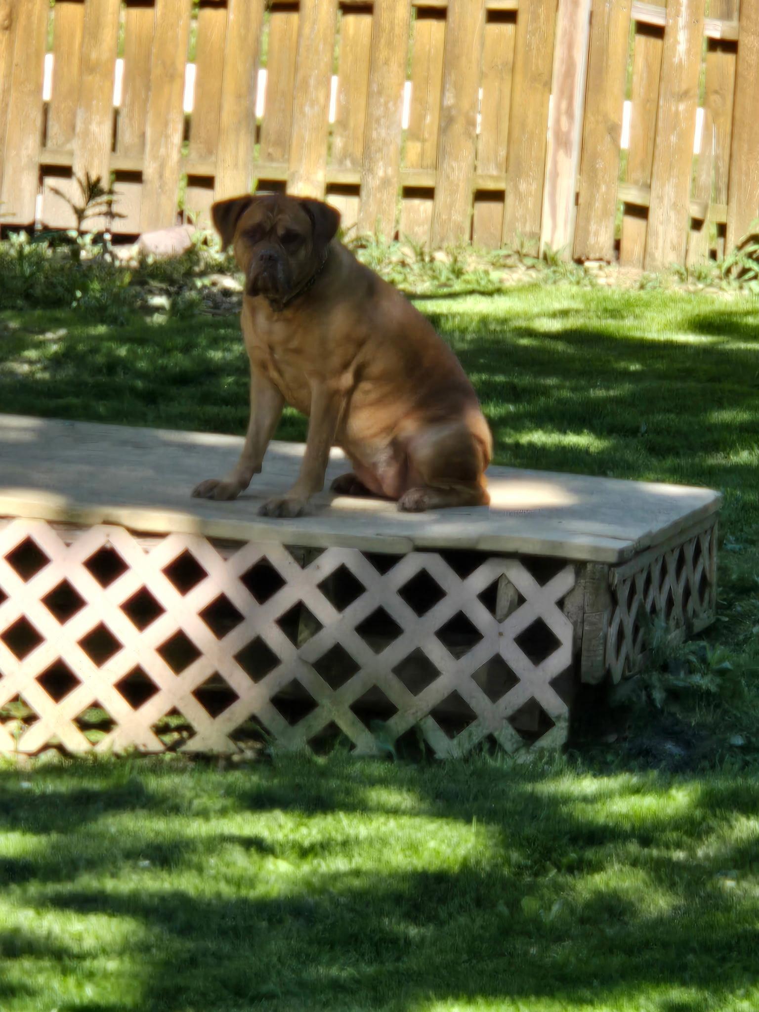 Enlarge COURTESY POST: Allie, a Adoptable Mastiff in Strongsville, OH image 2/3