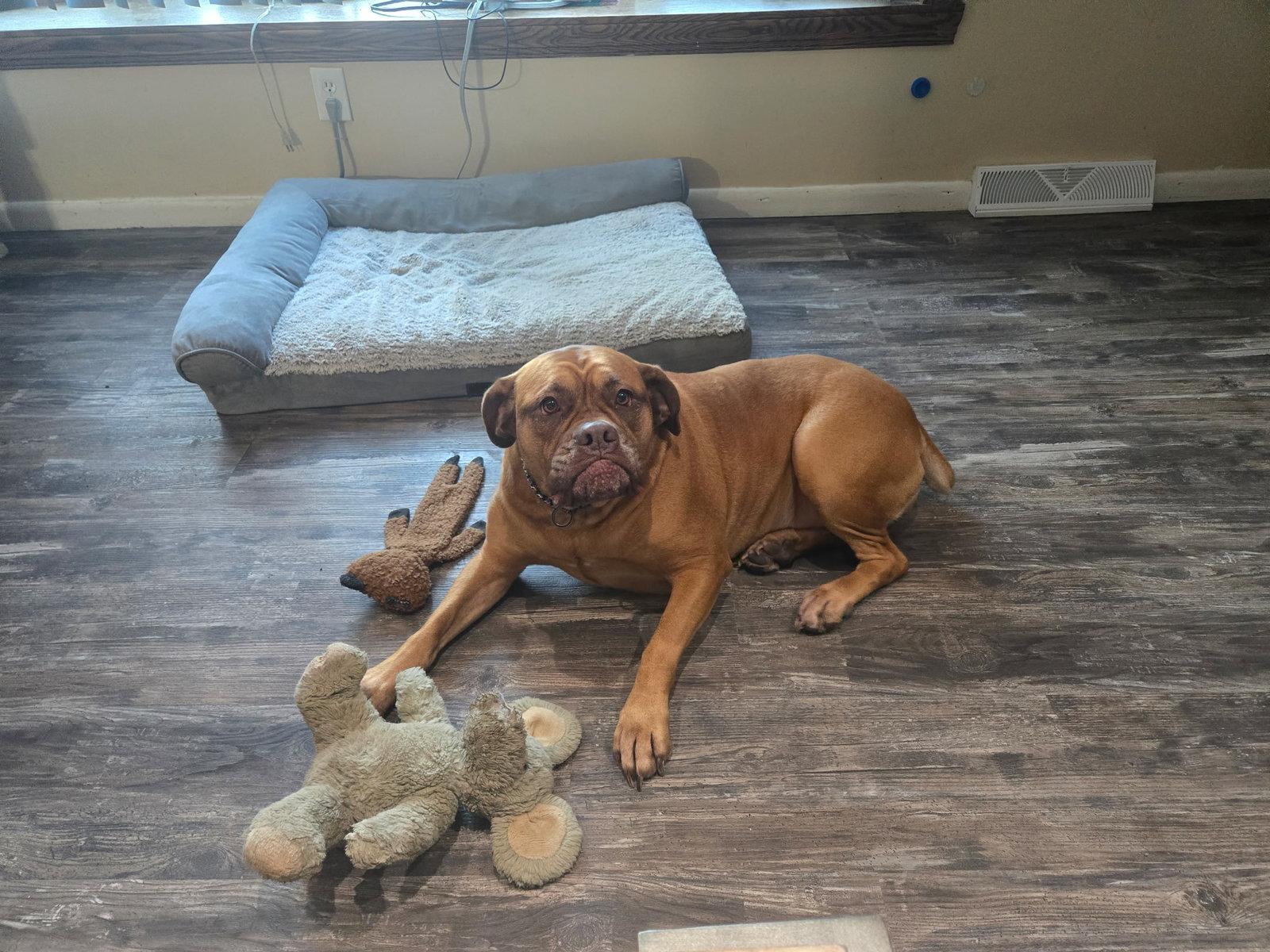 Enlarge COURTESY POST: Allie, a Adoptable Mastiff in Strongsville, OH image 3/3