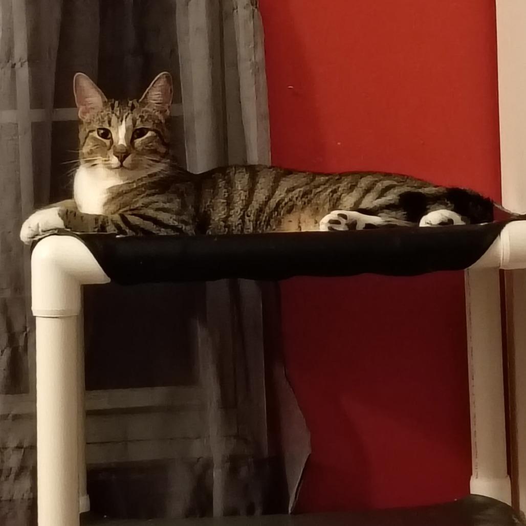 Destin, Adoptable, Young Male Domestic Short Hair.