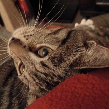 Enlarge Destin, a Adoptable Domestic Short Hair in St. Louis, MO image 2/5