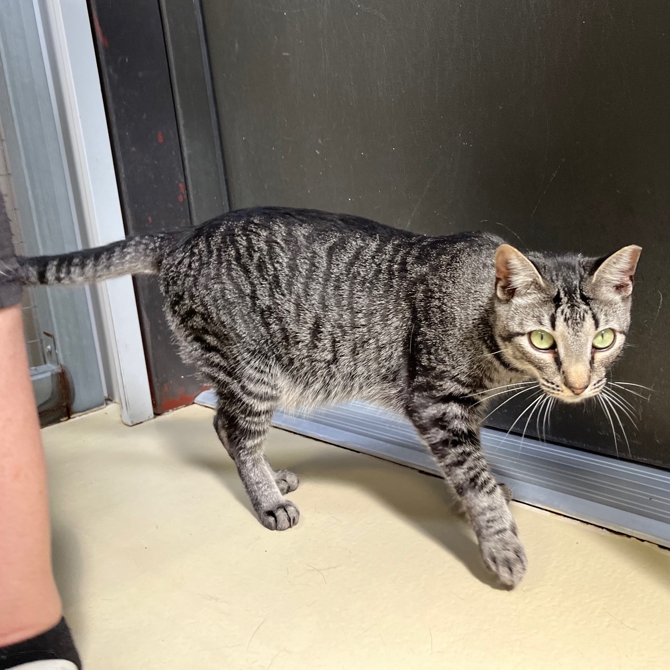 Sundae D, a Adoptable mixed breed in Clarksville, VA image 5/5