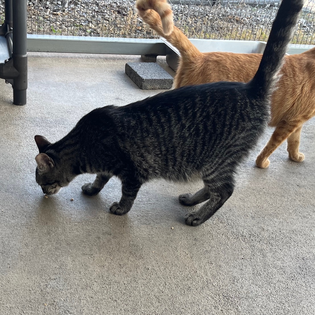 Sundae D thumbnail 3