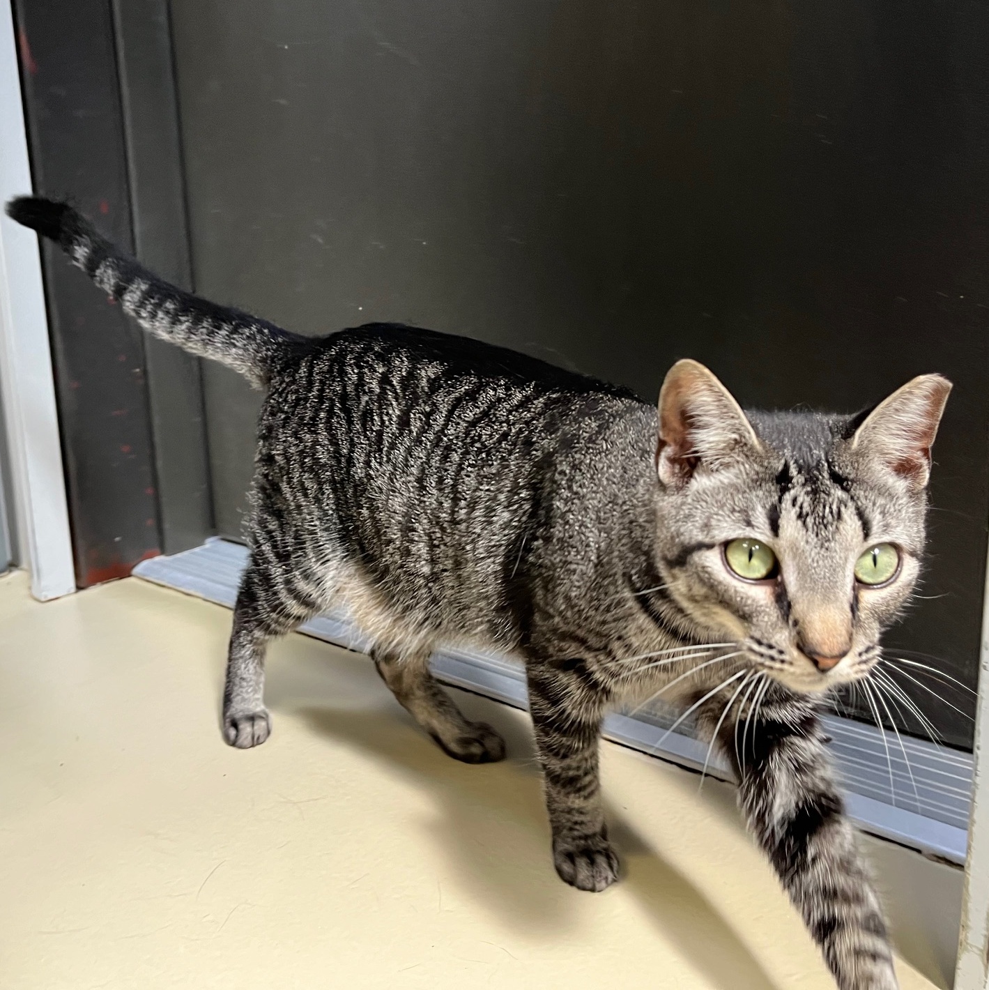 Sundae D, Adoptable, Young Male Tabby & Tiger.