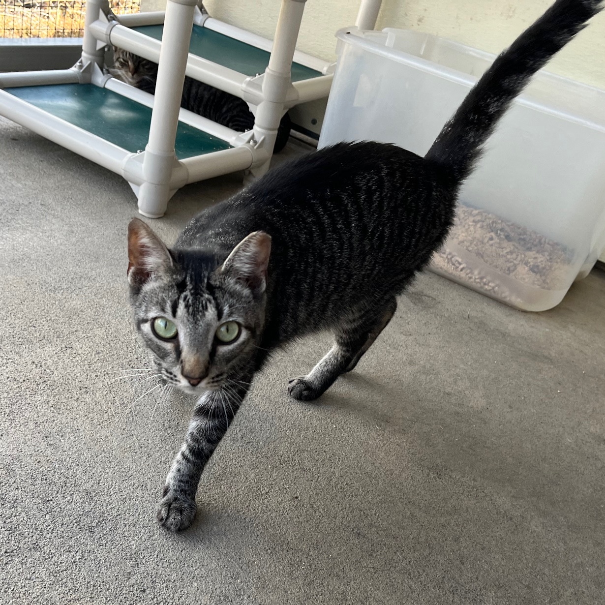 Sundae D, a Adoptable mixed breed in Clarksville, VA image 2/5