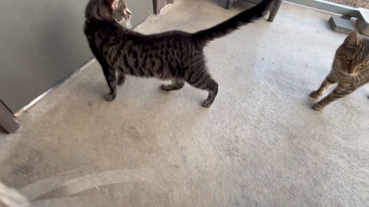 Enlarge Sundae D, a Adoptable mixed breed in Clarksville, VA video 4/5