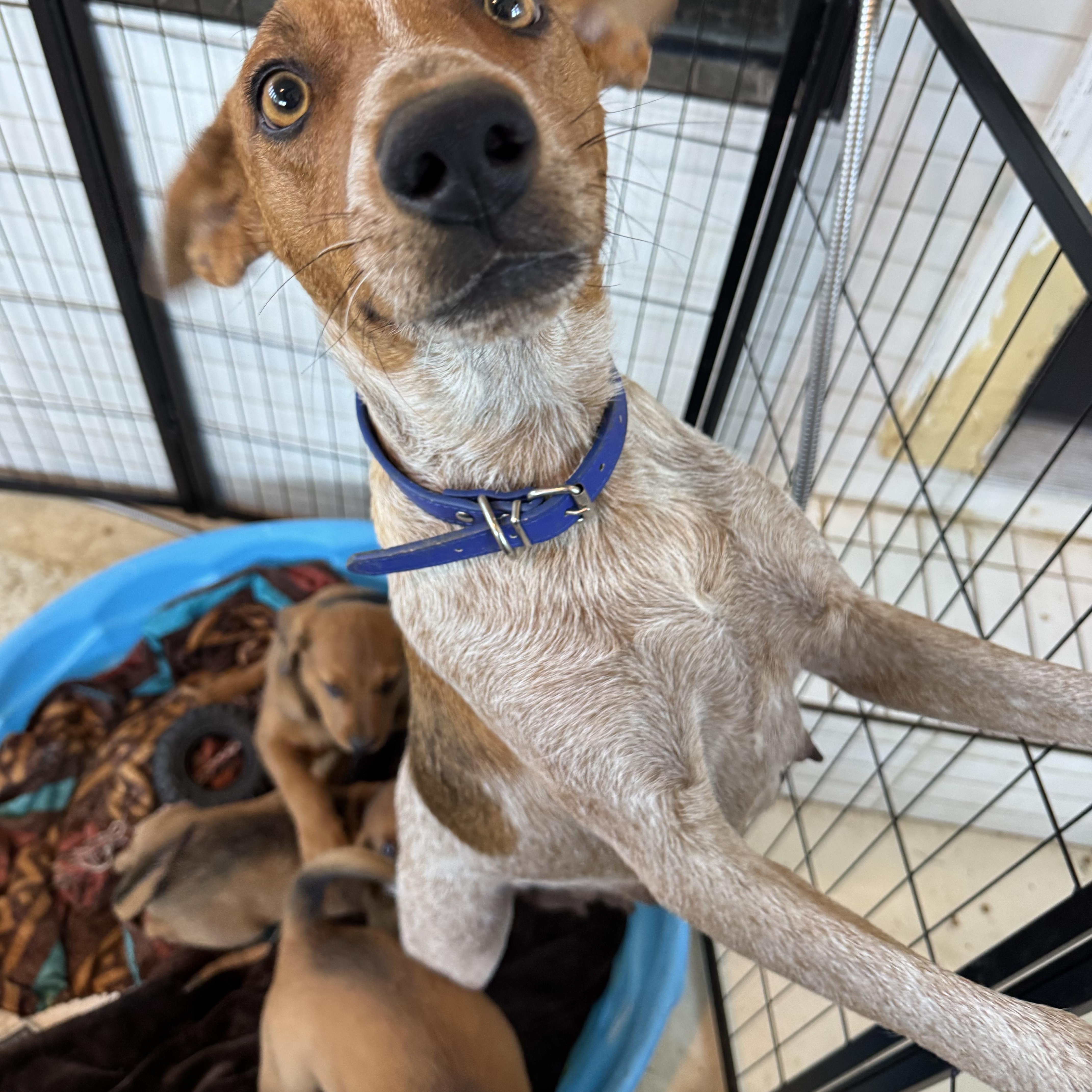 Enlarge Penny (Formerly Momma Apres), a Adoptable mixed breed in Mount Juliet, TN image 5/6