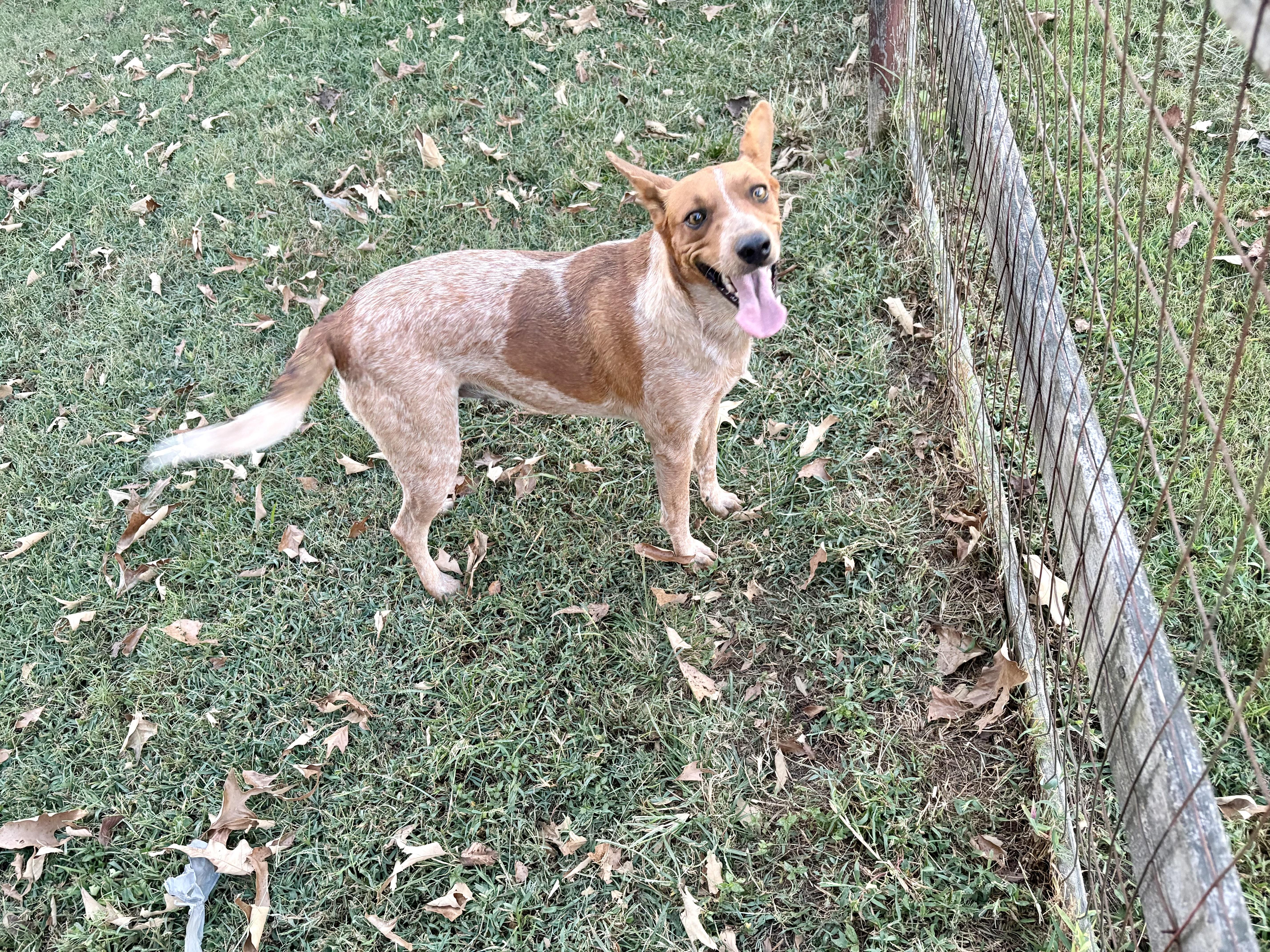 Enlarge Penny (Formerly Momma Apres), a Adoptable mixed breed in Mount Juliet, TN image 2/6