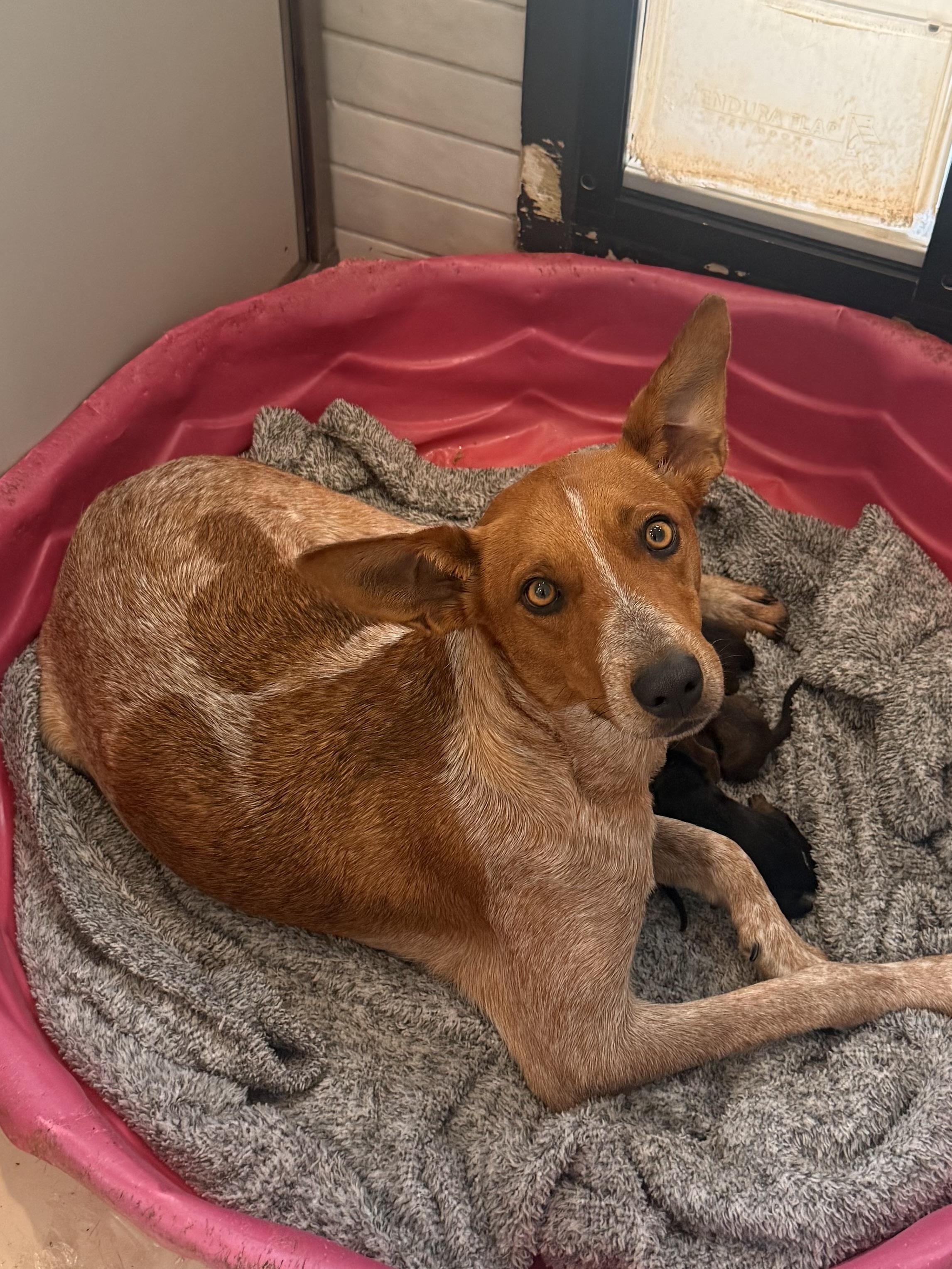 Enlarge Penny (Formerly Momma Apres), a Adoptable mixed breed in Mount Juliet, TN image 6/6