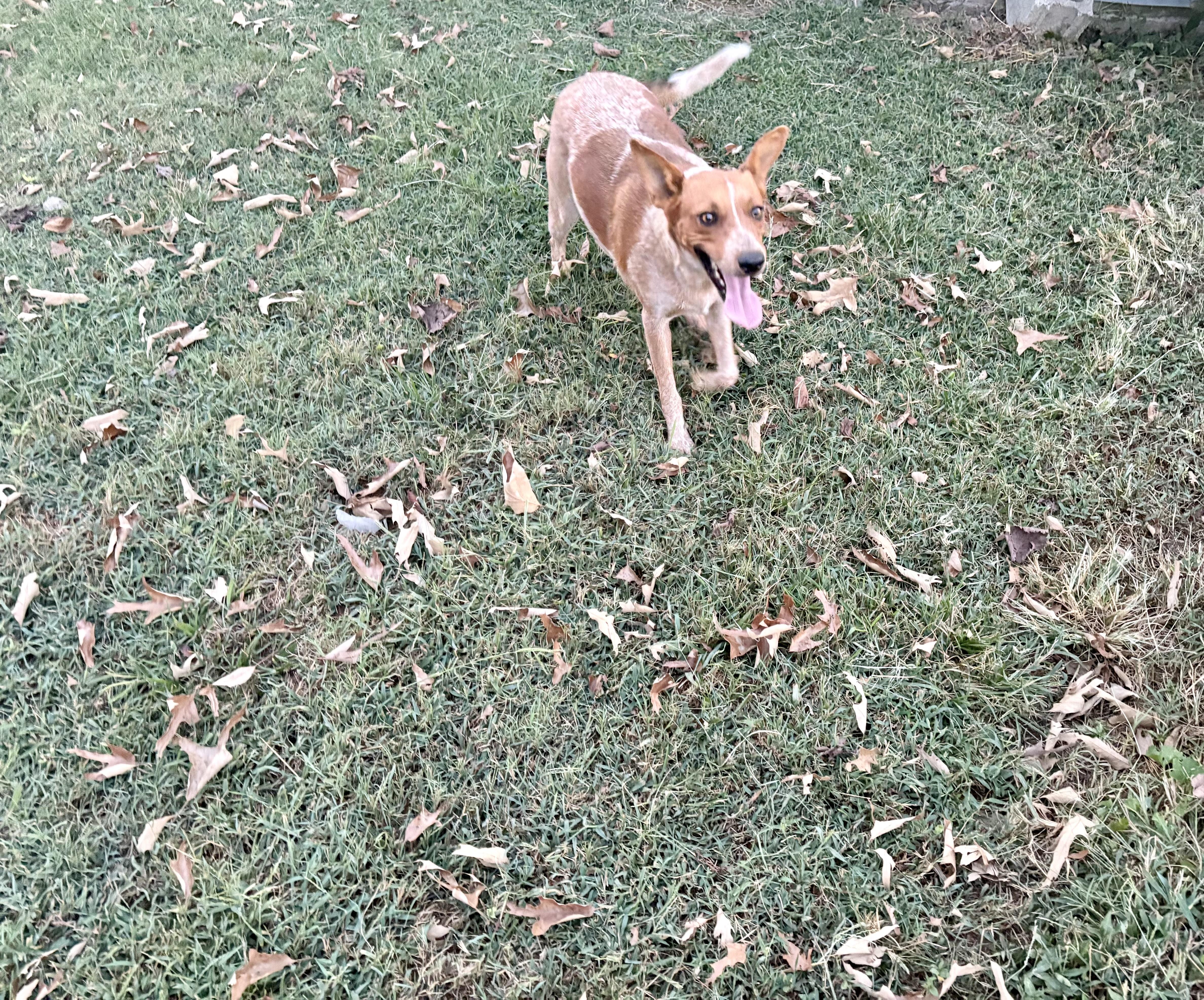 Enlarge Penny (Formerly Momma Apres), a Adoptable mixed breed in Mount Juliet, TN image 3/6