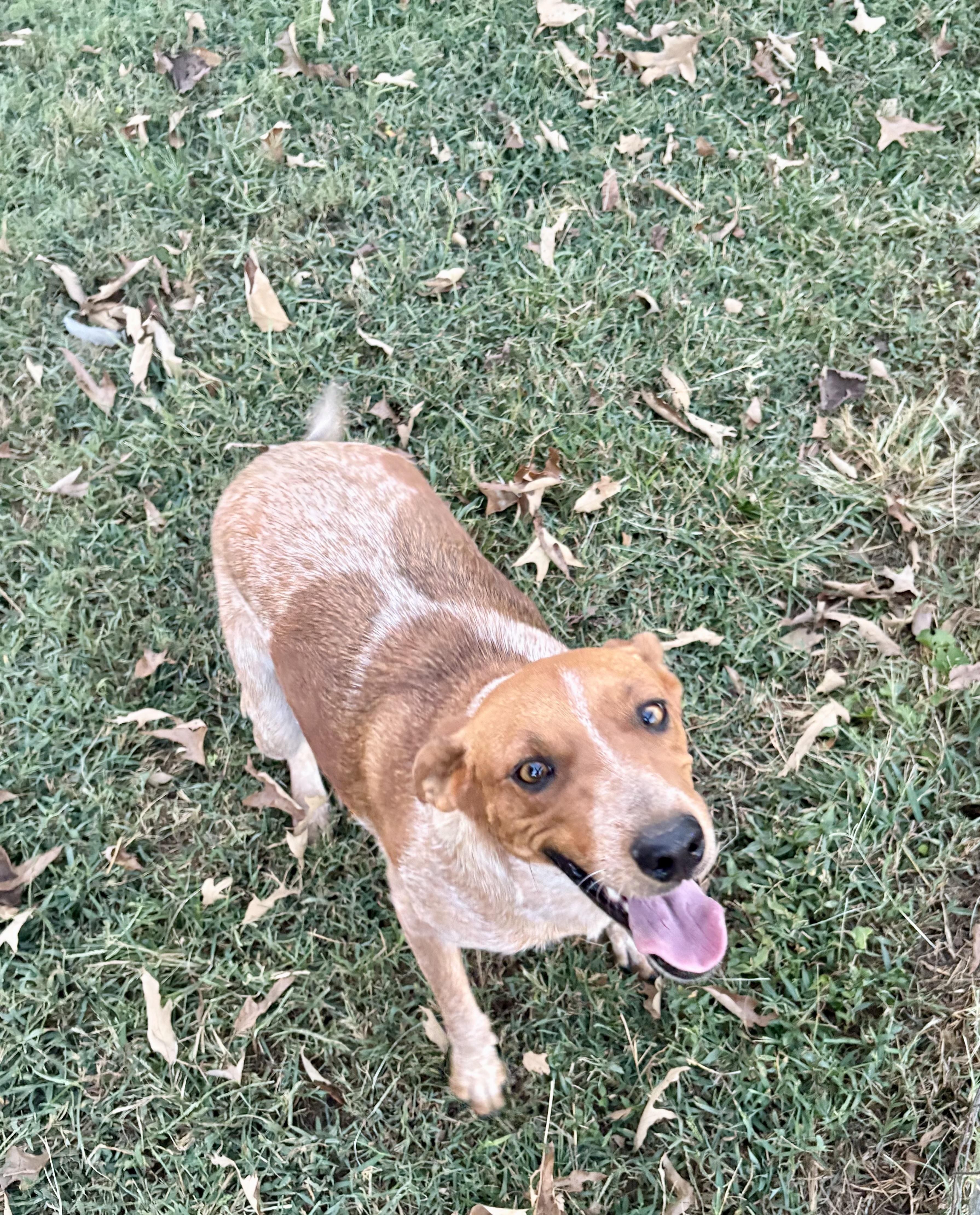 Penny (Formerly Momma Apres), Adoptable, Adult Female Hound & Beagle.