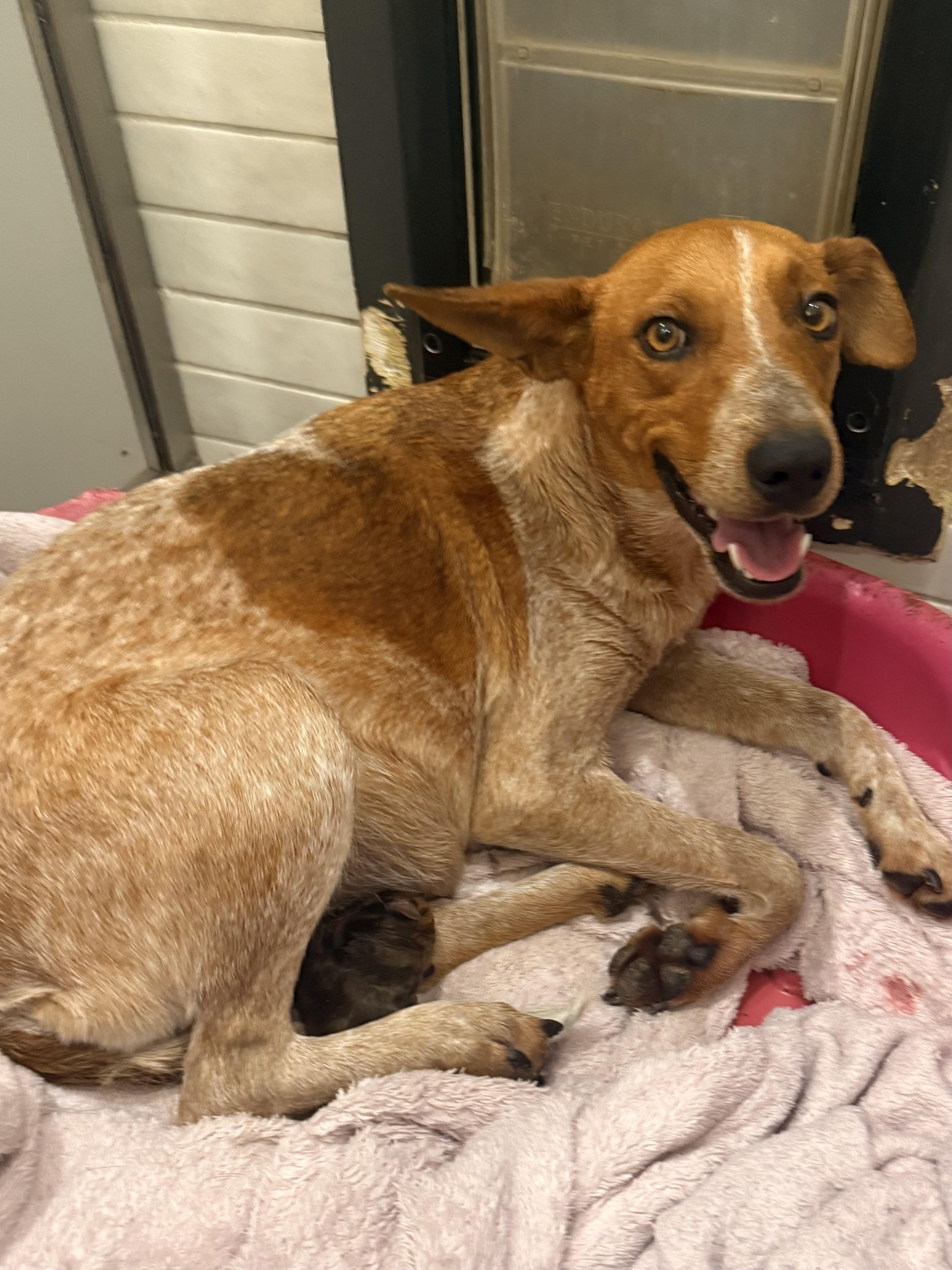 Enlarge Penny (Formerly Momma Apres), a Adoptable mixed breed in Mount Juliet, TN image 4/6