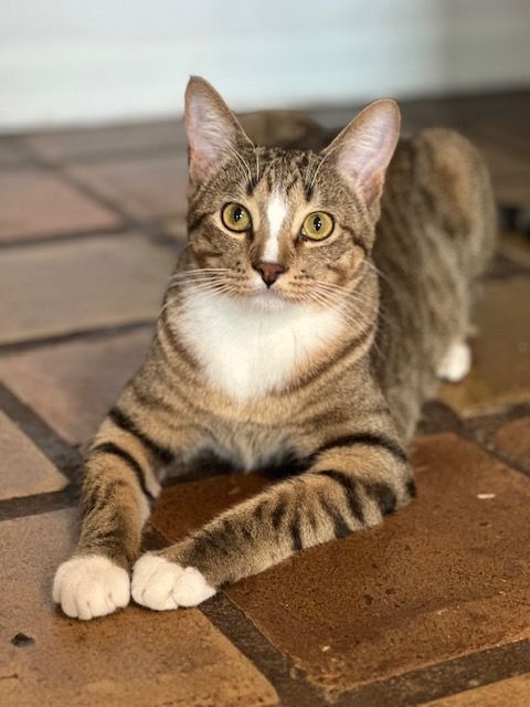 HAPPY and SIR FRANCIS , Adoptable, Young Male Tabby.