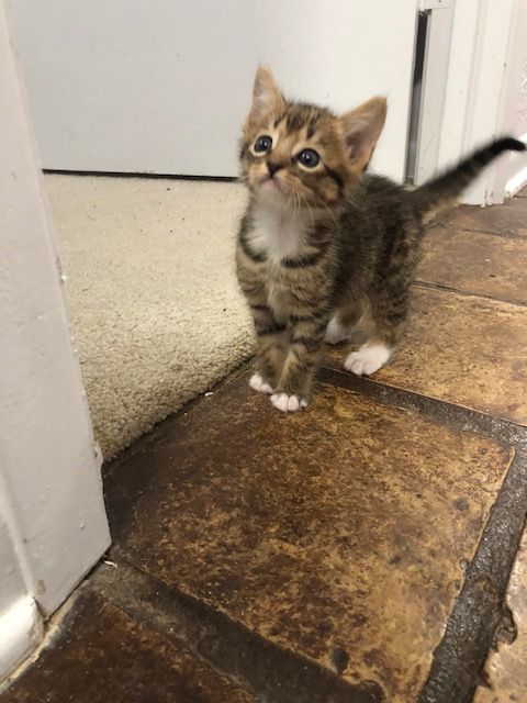 HAPPY and SIR FRANCIS , a Adoptable Tabby in Flint, TX image 2/12