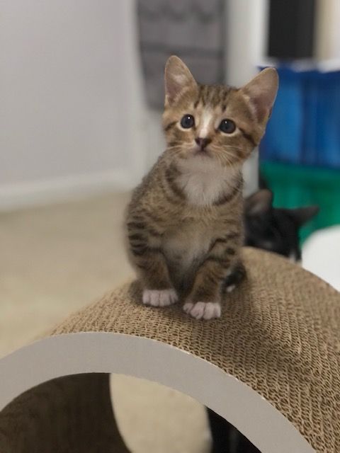 HAPPY and SIR FRANCIS , a Adoptable Tabby in Flint, TX image 3/12