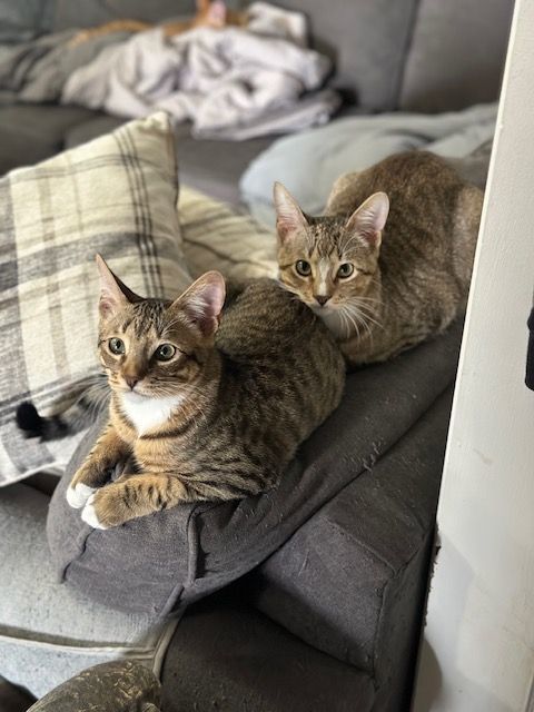 HAPPY and SIR FRANCIS , a Adoptable Tabby in Flint, TX image 4/12