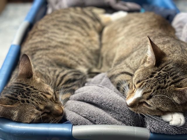 HAPPY and SIR FRANCIS , a Adoptable Tabby in Flint, TX image 5/12