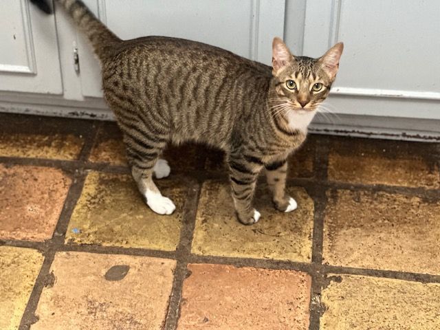 HAPPY and SIR FRANCIS , a Adoptable Tabby in Flint, TX image 6/12