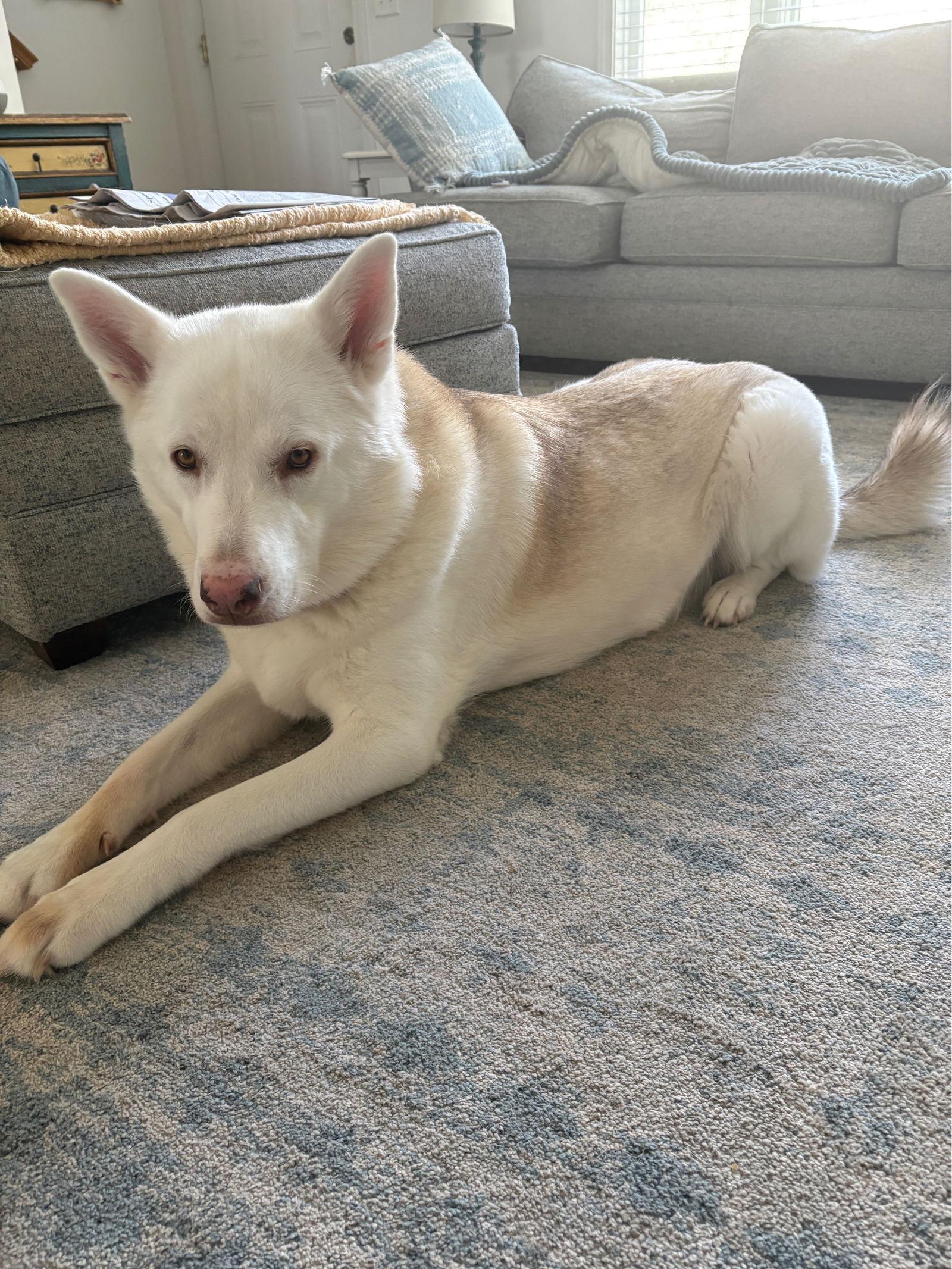 Zoey, Adoptable, Adult Female White German Shepherd.